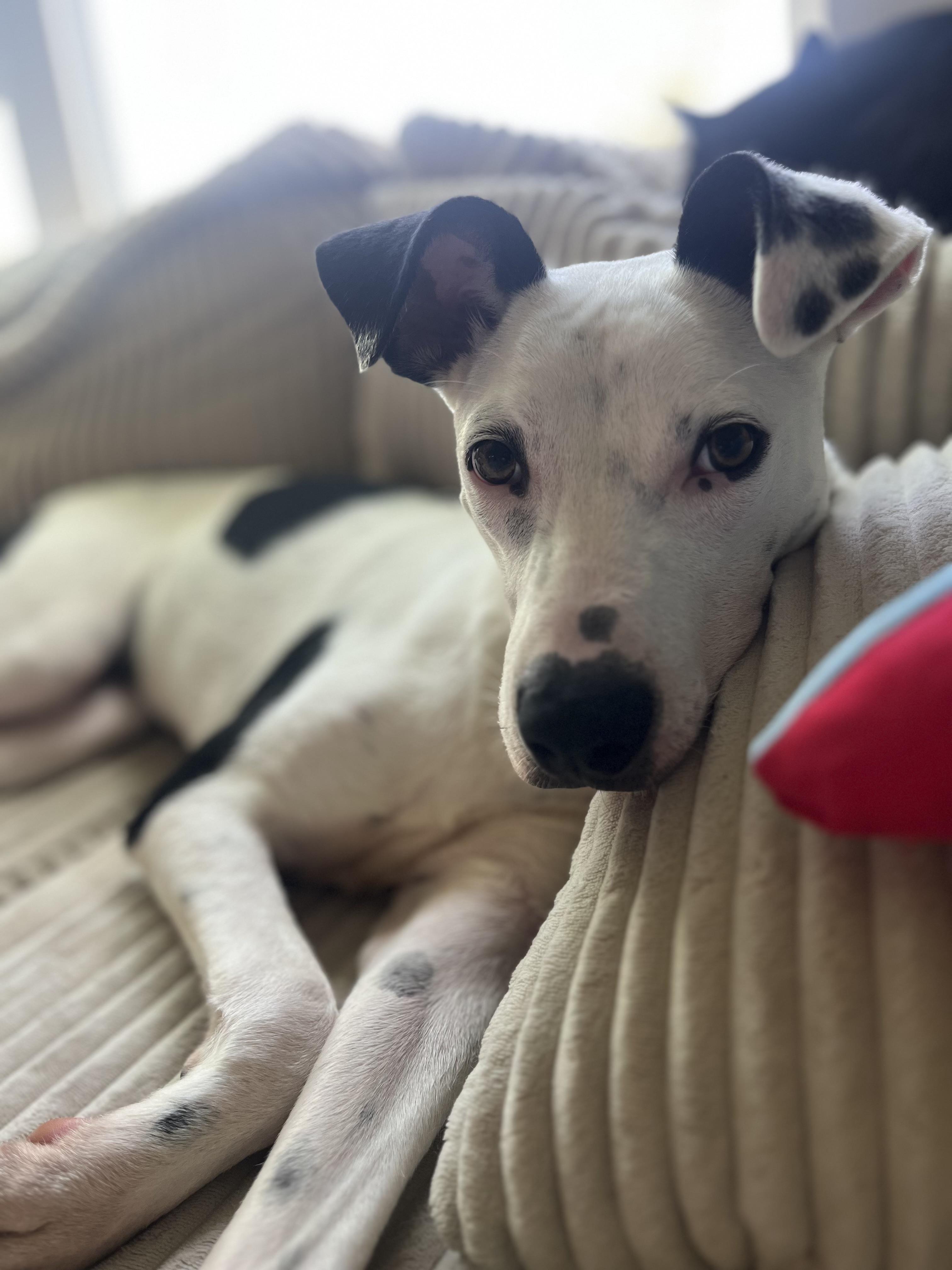 Mercy, a Adoptable Mixed Breed in tampa, FL image 3/6