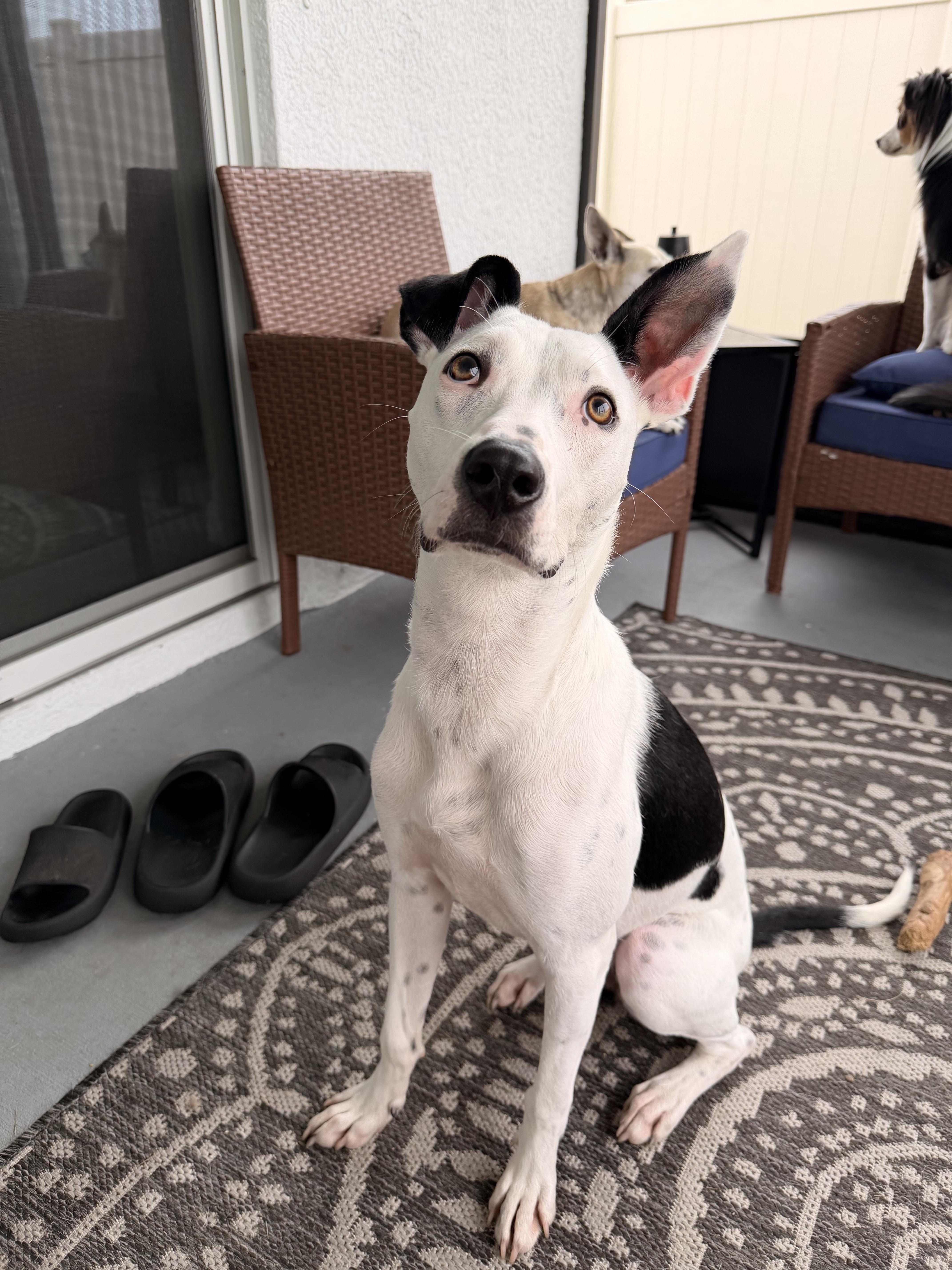 Mercy, a Adoptable Mixed Breed in tampa, FL image 4/6