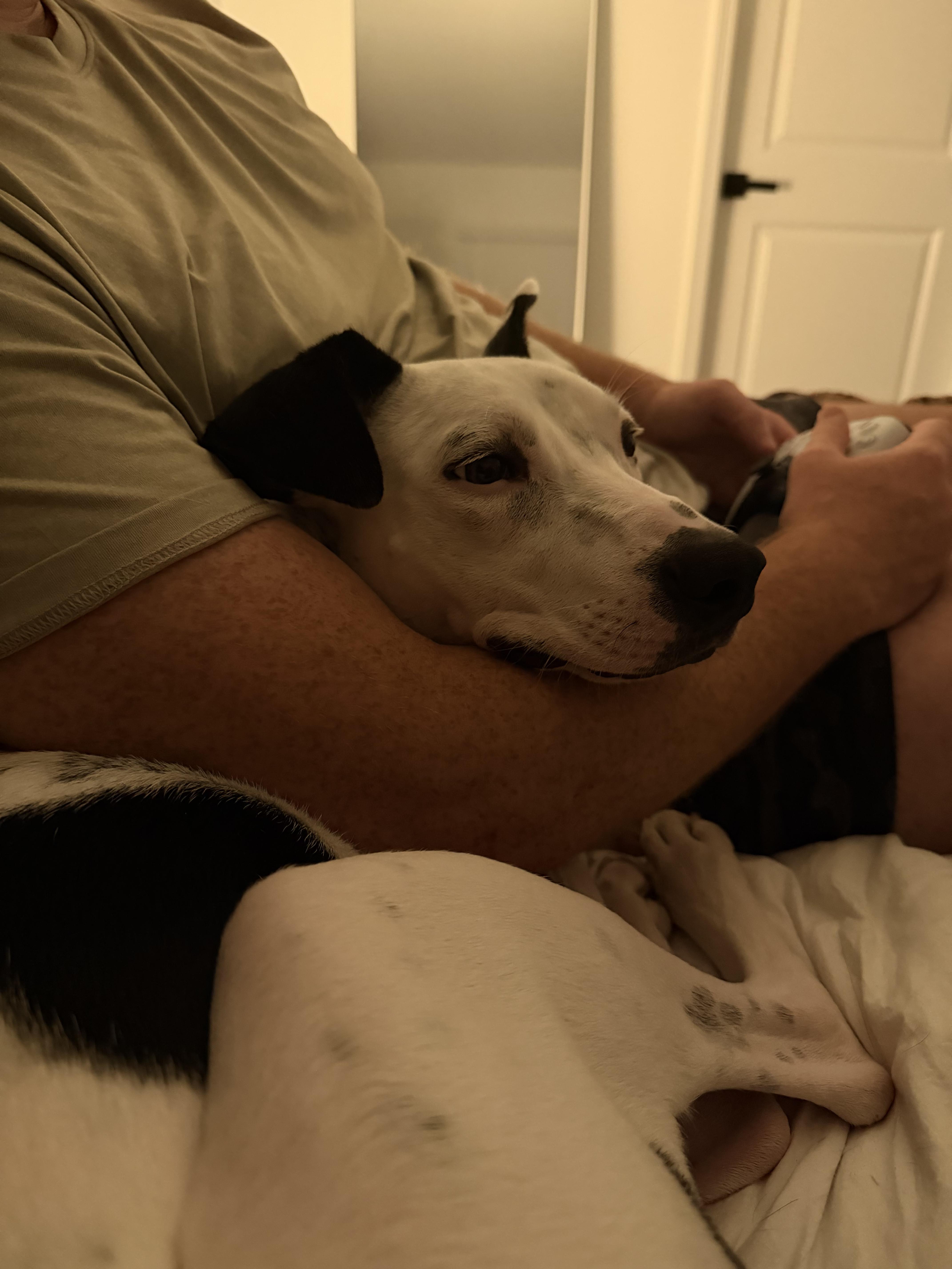 Mercy, a Adoptable Mixed Breed in tampa, FL image 6/6