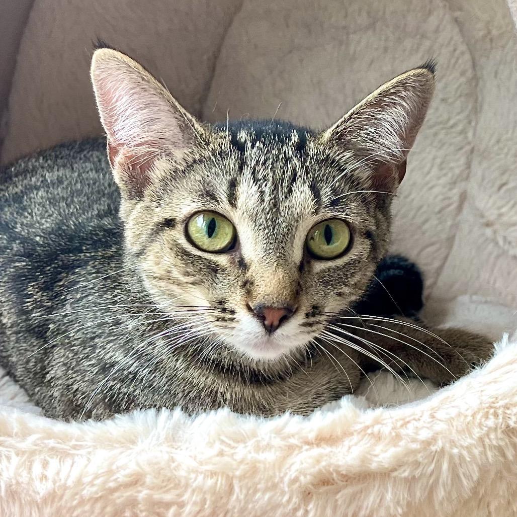 Coco Chanel, a Adoptable Domestic Medium Hair in Deerfield, IL image 1/4