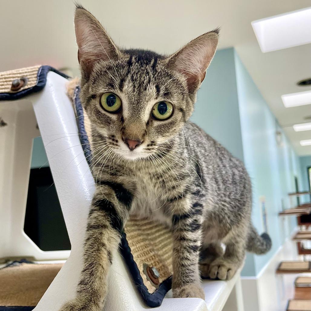 Coco Chanel, a Adoptable Domestic Medium Hair in Deerfield, IL image 2/4
