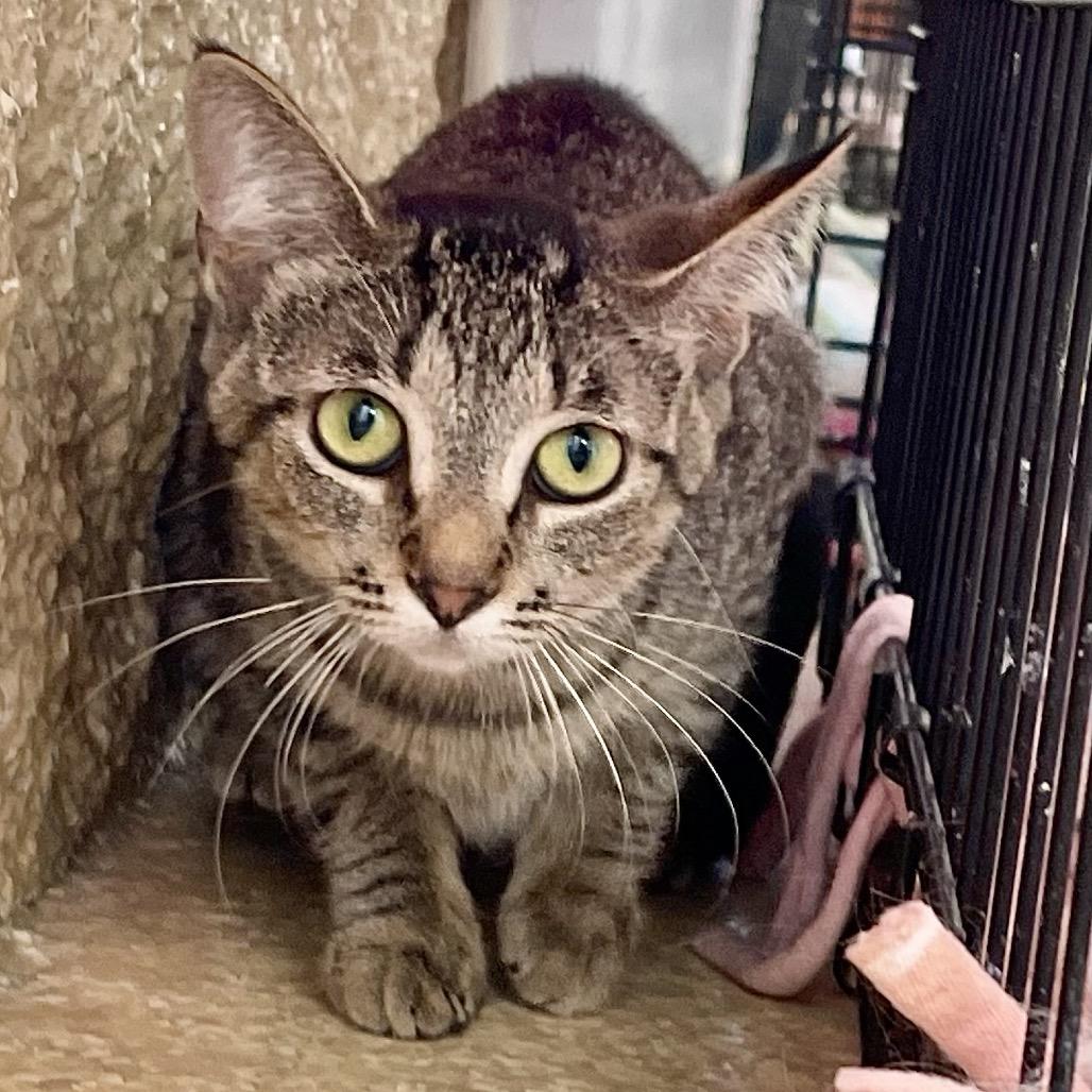 Coco Chanel, a Adoptable Domestic Medium Hair in Deerfield, IL image 3/4