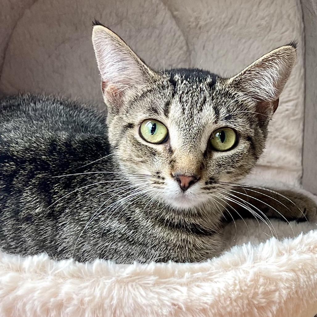 Coco Chanel, a Adoptable Domestic Medium Hair in Deerfield, IL image 4/4
