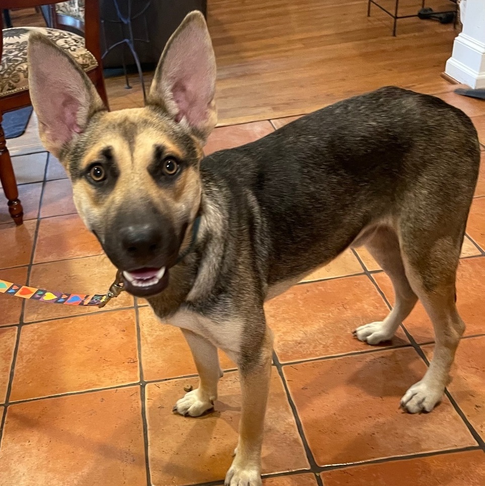 Seth, a Adoptable German Shepherd Dog in Bellaire, TX image 1/12