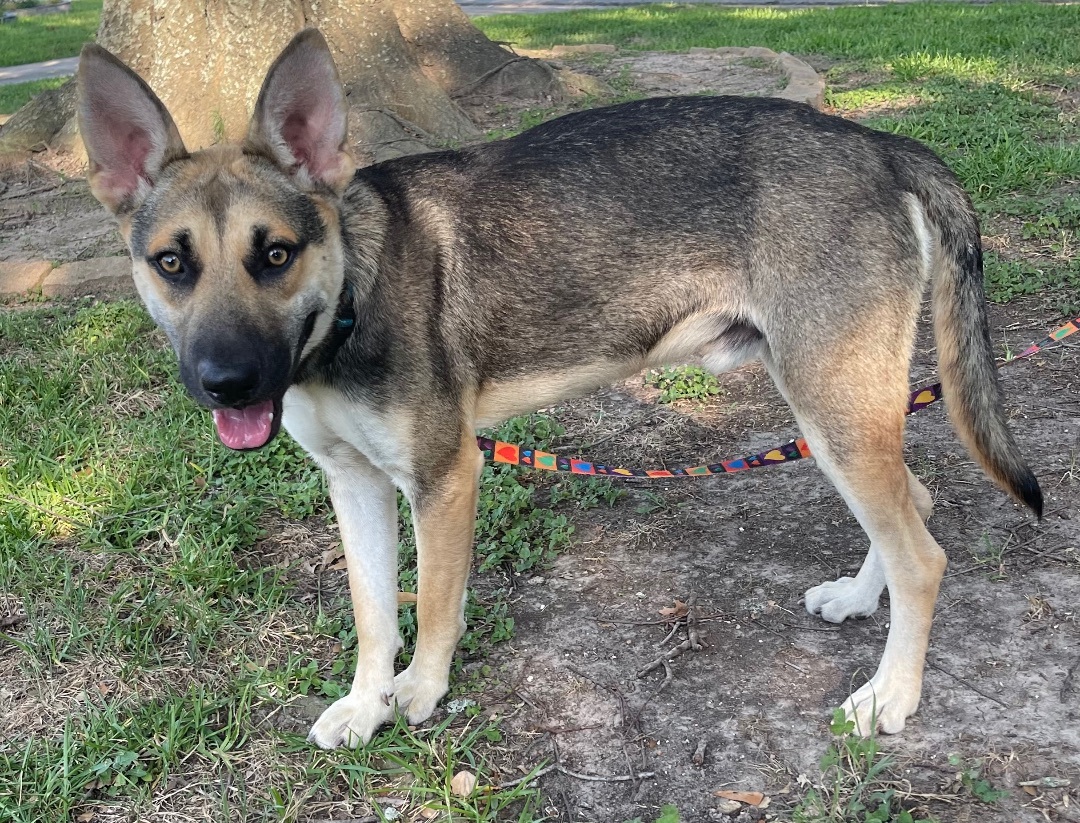 Seth, a Adoptable German Shepherd Dog in Bellaire, TX image 2/12