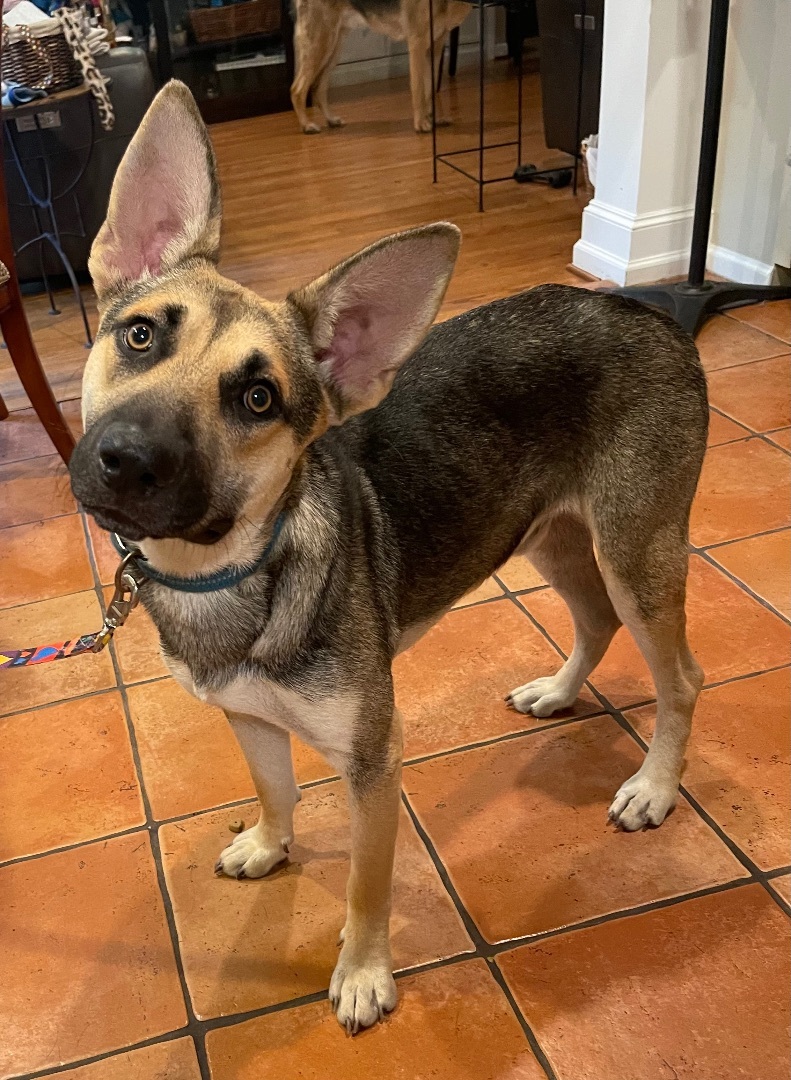 Seth, a Adoptable German Shepherd Dog in Bellaire, TX image 3/12