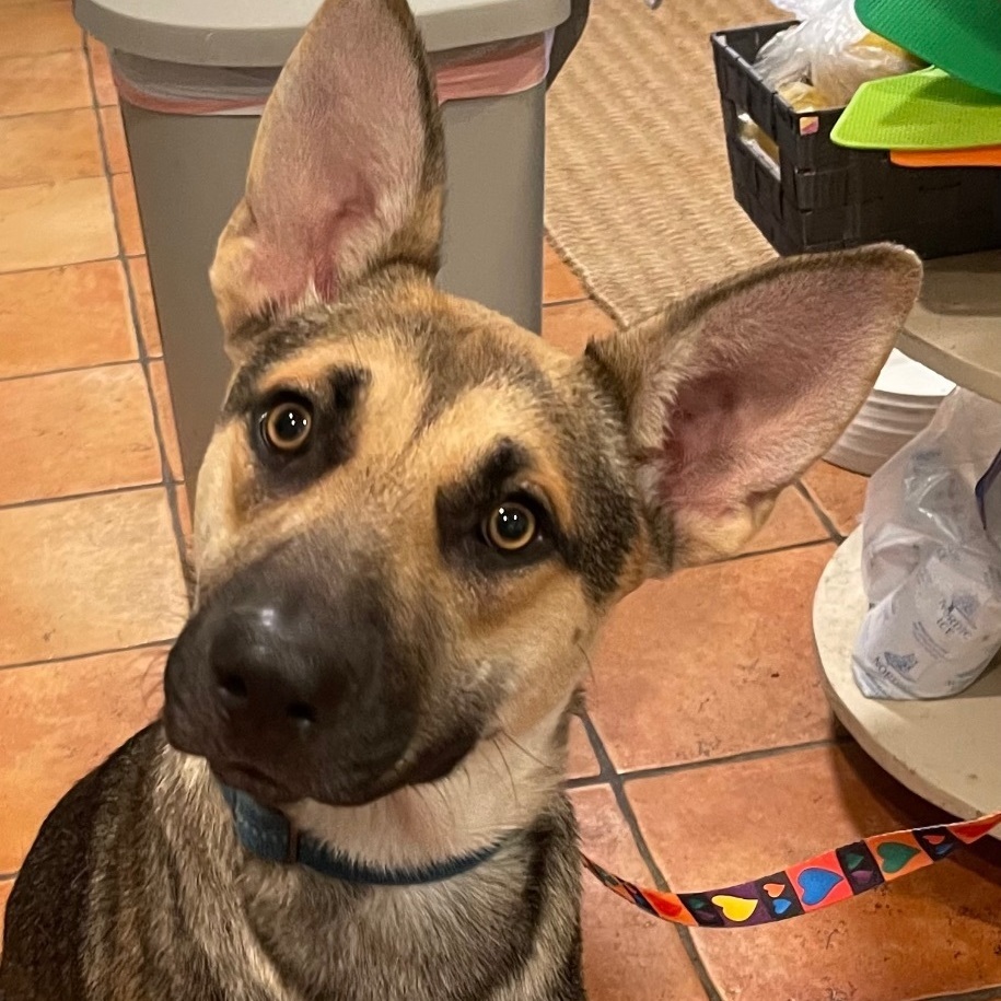 Seth, a Adoptable German Shepherd Dog in Bellaire, TX image 4/12