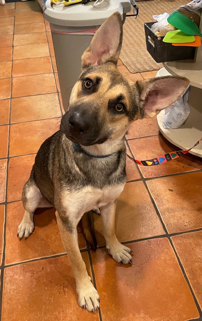 Seth, a Adoptable German Shepherd Dog in Bellaire, TX image 5/12