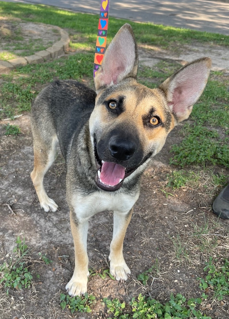 Seth, Adoptable, Young Male German Shepherd Dog.