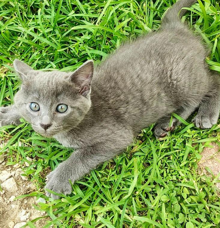 Tuna, Adoptable, Kitten Male American Shorthair.