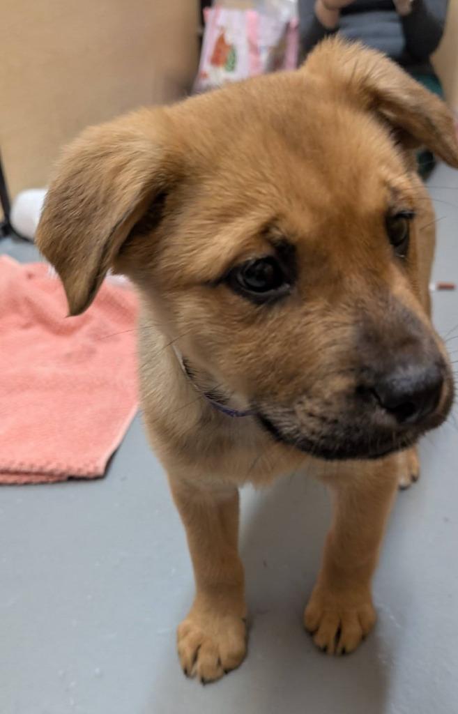 Seltos, Adopted, Puppy Female German Shepherd Dog & Golden Retriever.