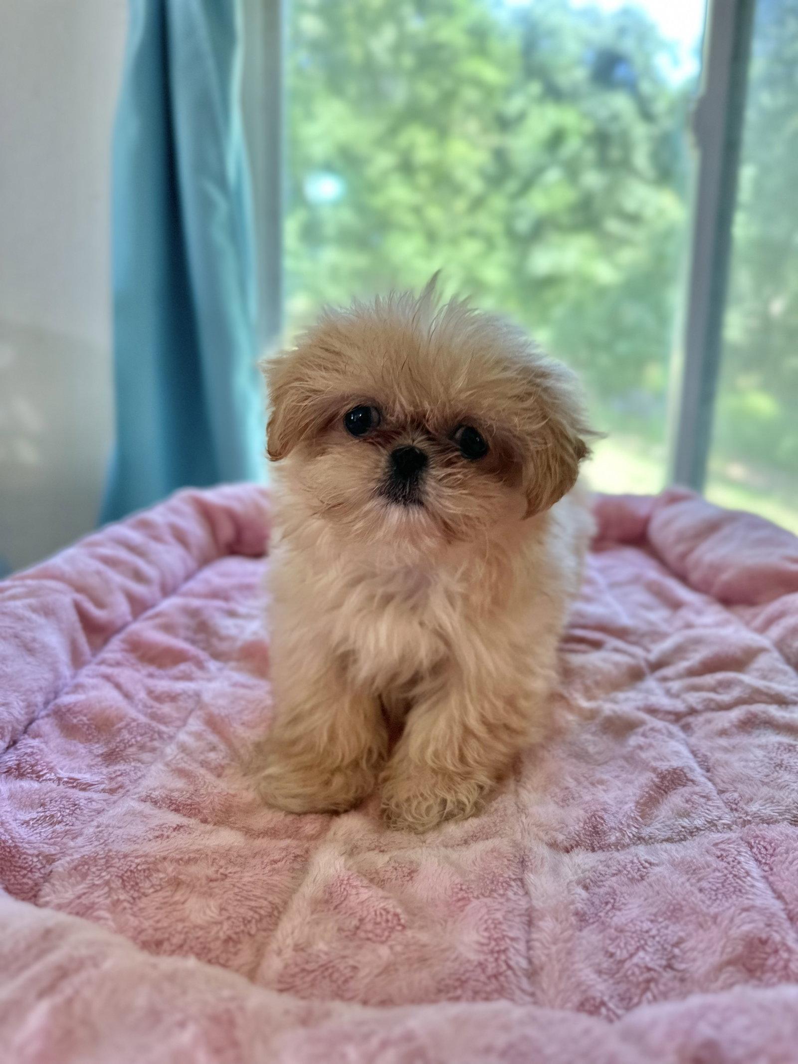 Winnie Apr 26 - Dazzle Pup, Adopted, Puppy Female Pekingese.