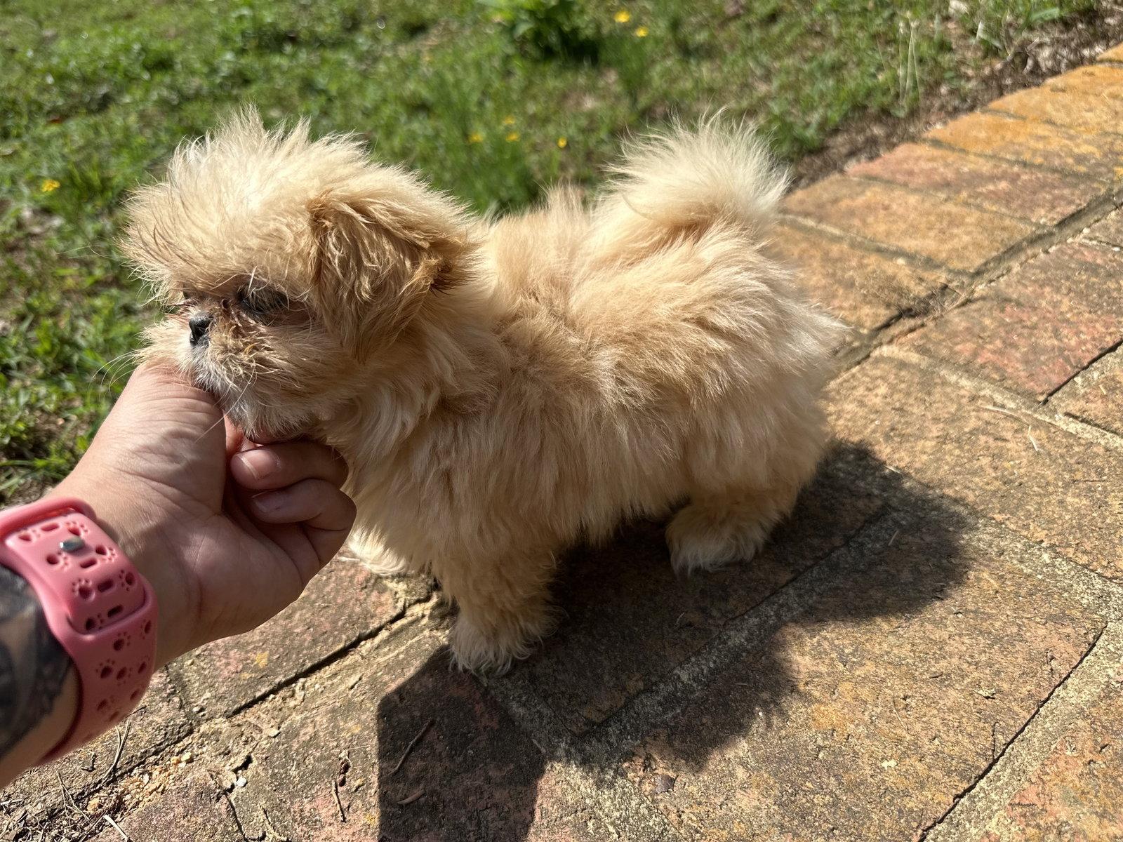 Enlarge Winnie Apr 26 - Dazzle Pup, a Adopted Pekingese in Pacolet, SC image 2/3