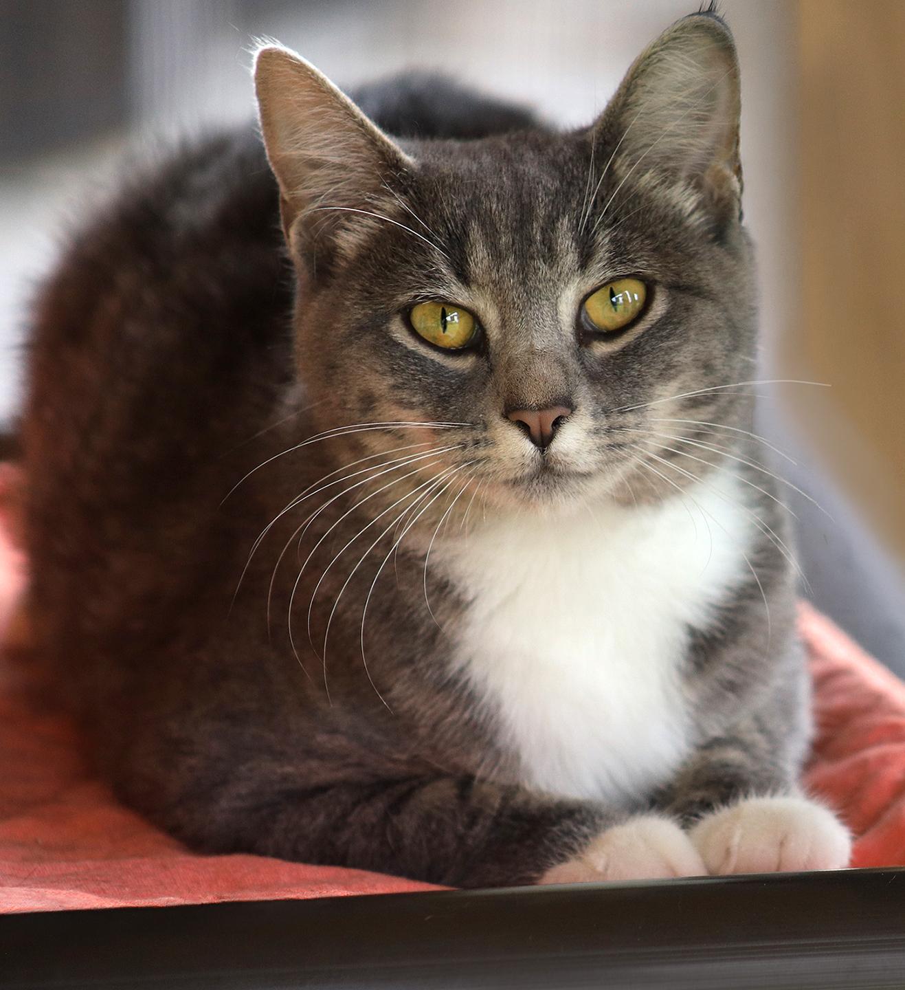 Enlarge Bootsie, an adopted Domestic Short Hair in North Fort Myers, FL image 2/4