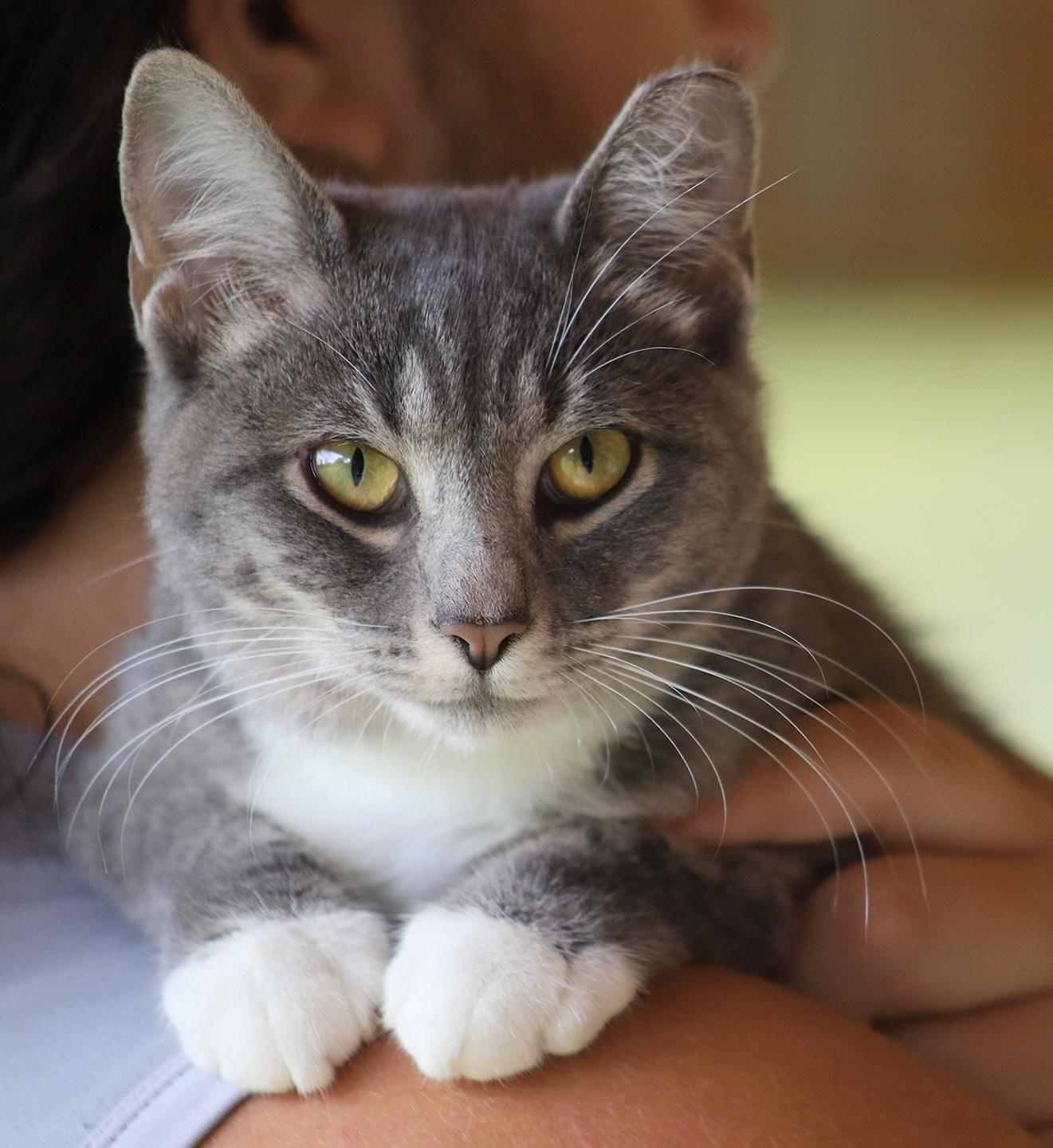 Enlarge Bootsie, an adopted Domestic Short Hair in North Fort Myers, FL image 1/4