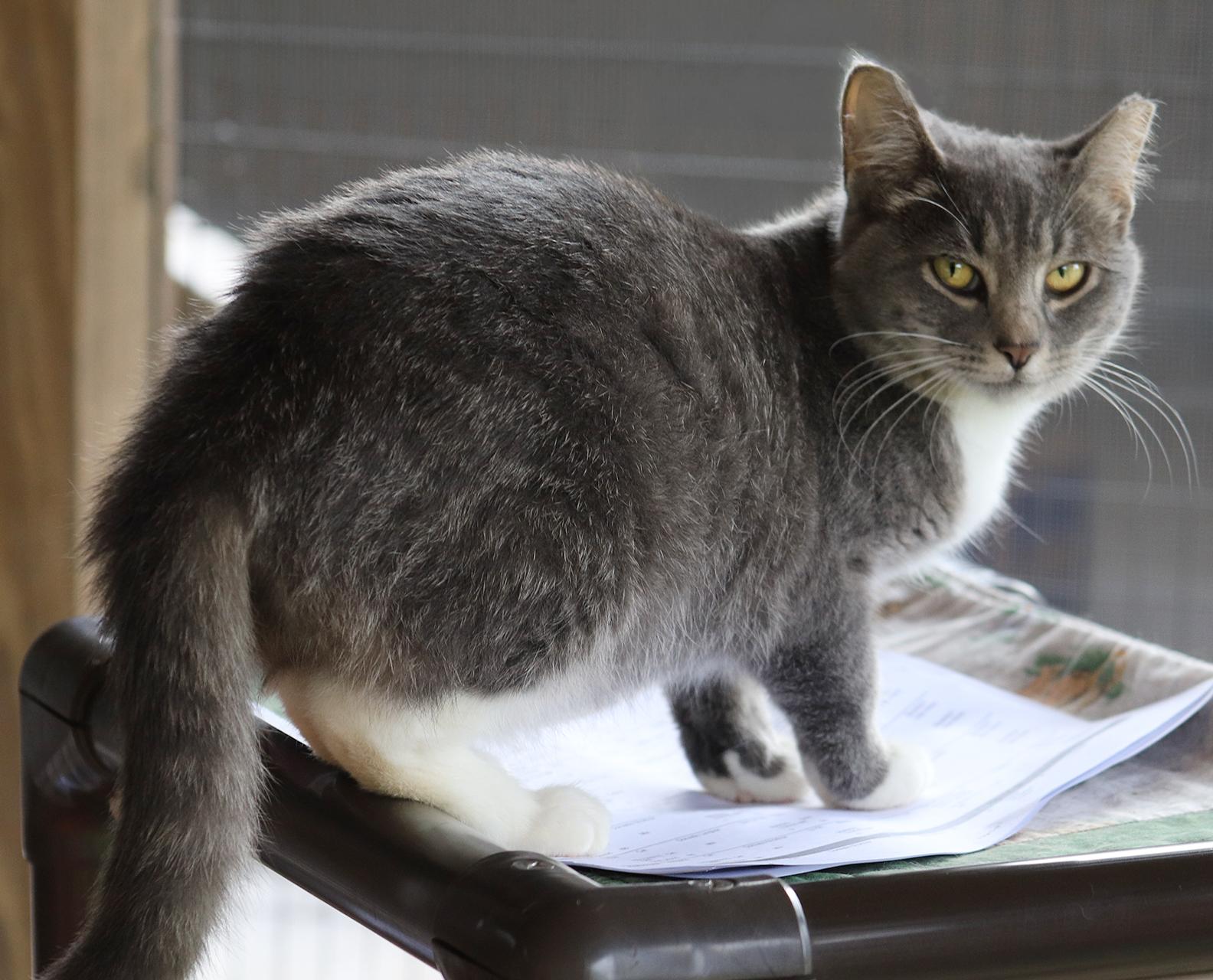 Enlarge Bootsie, an adopted Domestic Short Hair in North Fort Myers, FL image 3/4