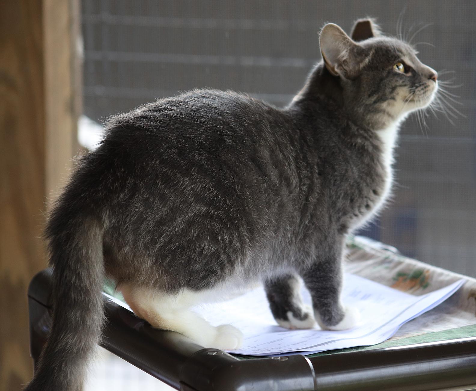 Enlarge Bootsie, an adopted Domestic Short Hair in North Fort Myers, FL image 4/4