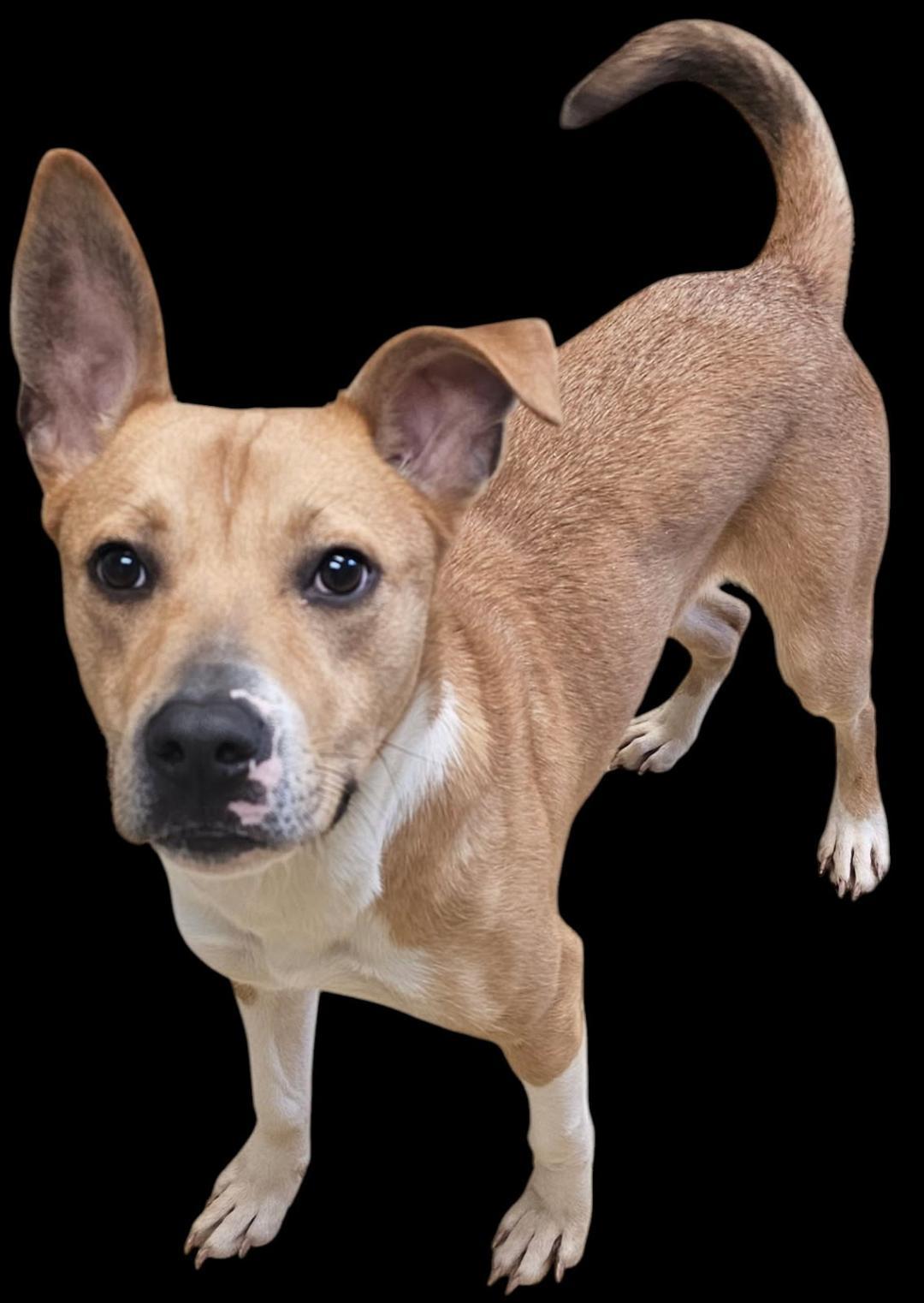 Enzo, Adoptable, Young Male Labrador Retriever.