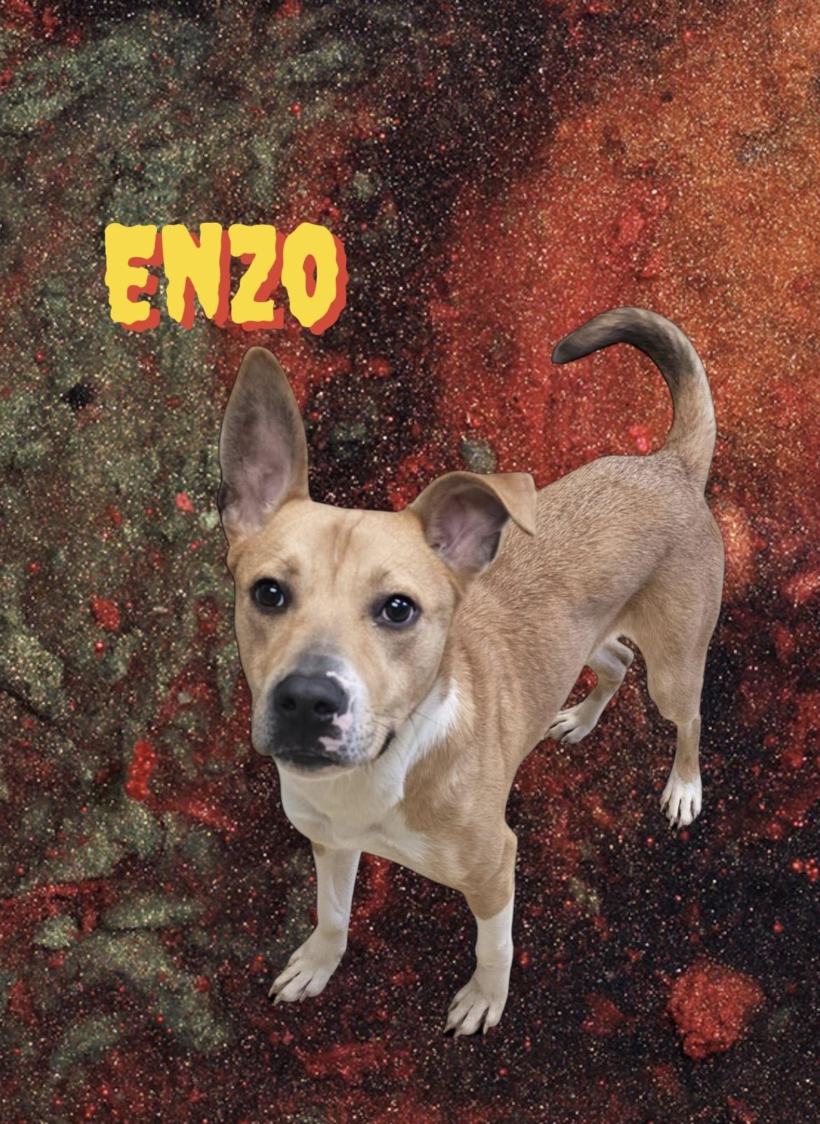 Enzo, Adoptable, Young Male Labrador Retriever.