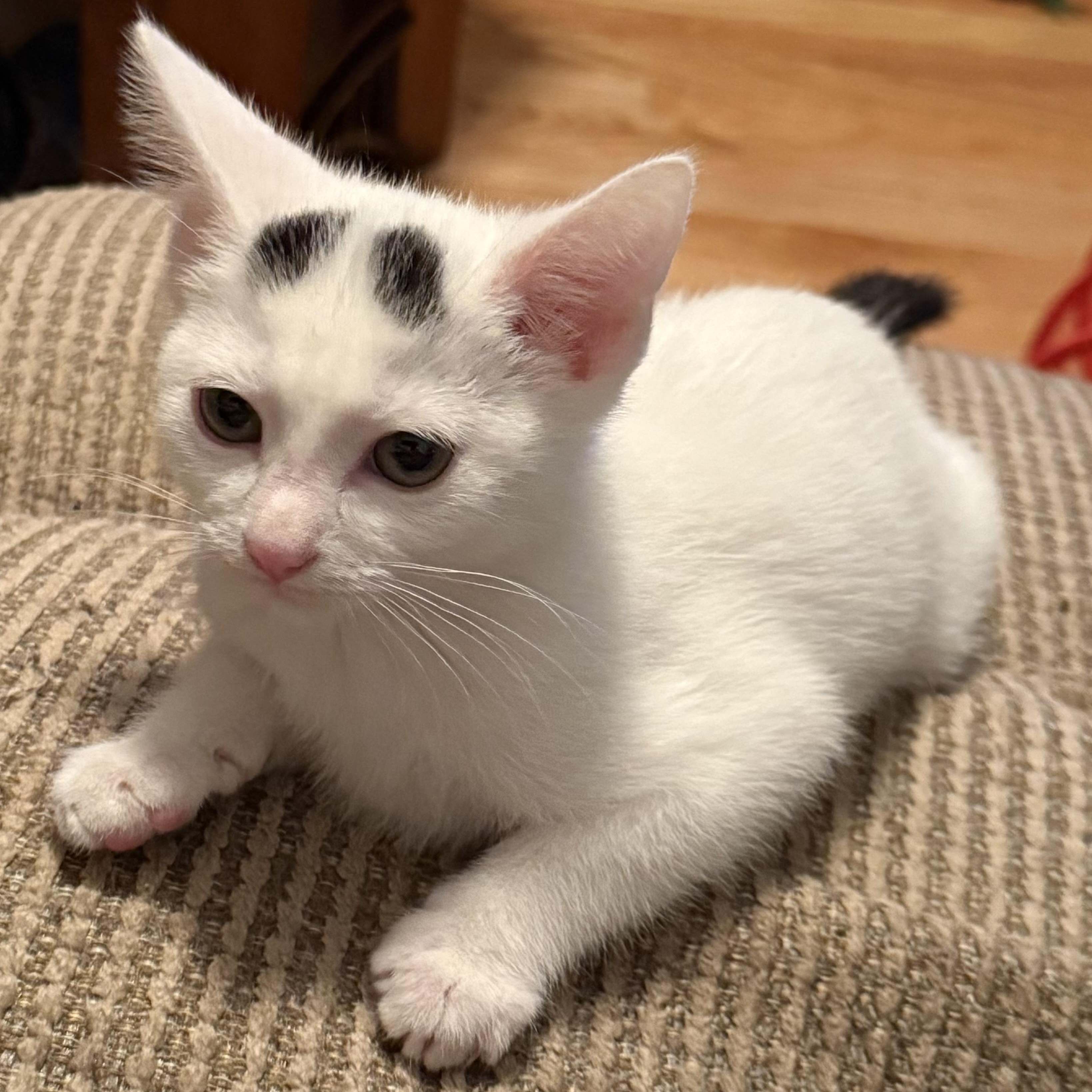 Enlarge Harry, a Adoptable Domestic Short Hair in Greensboro, NC image 1/3