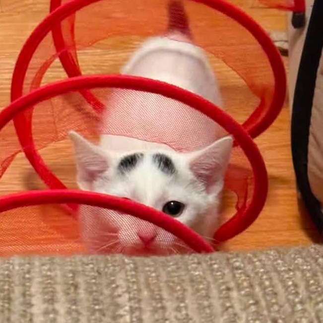 Enlarge Harry, a Adoptable Domestic Short Hair in Greensboro, NC image 2/3