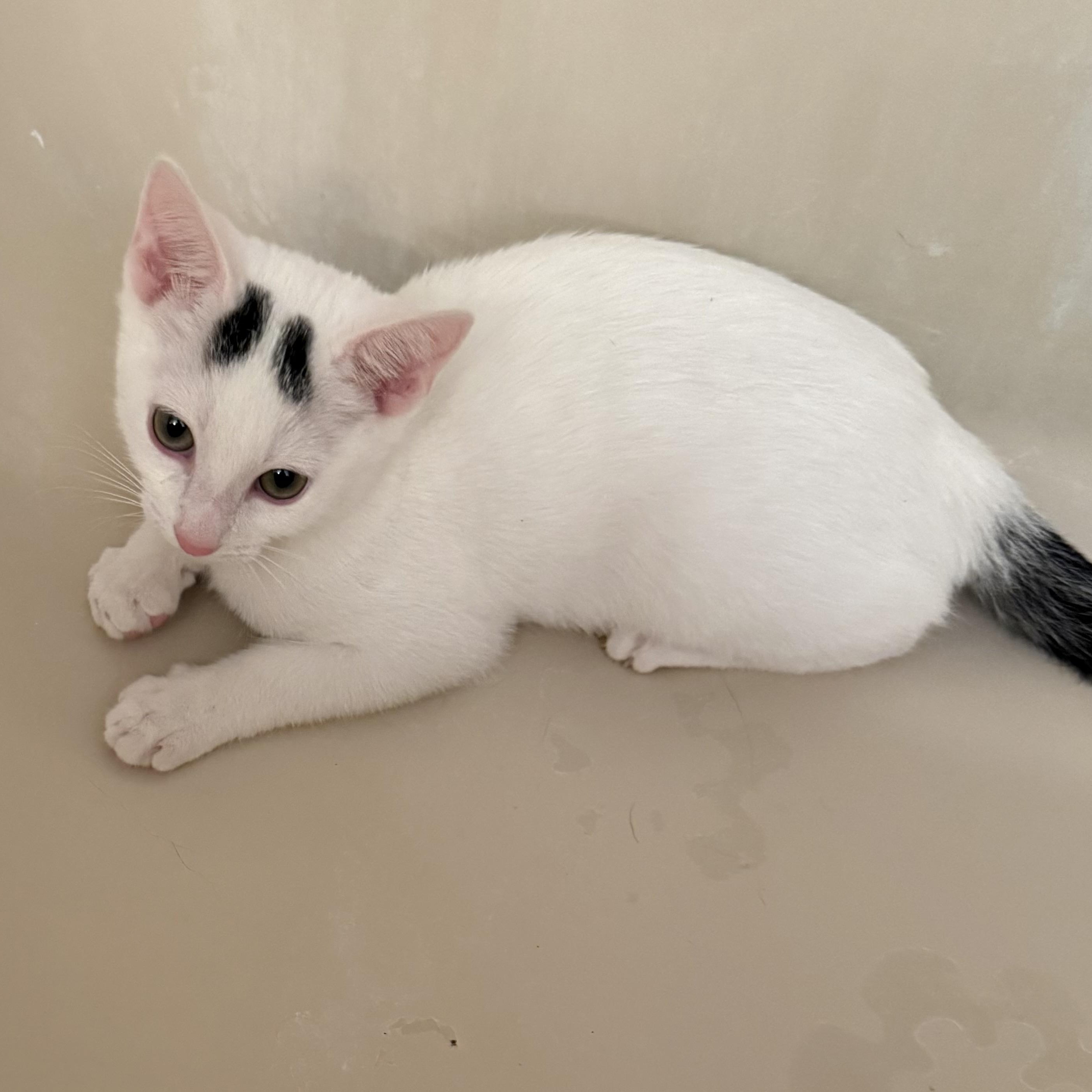 Enlarge Harry, a Adoptable Domestic Short Hair in Greensboro, NC image 3/3