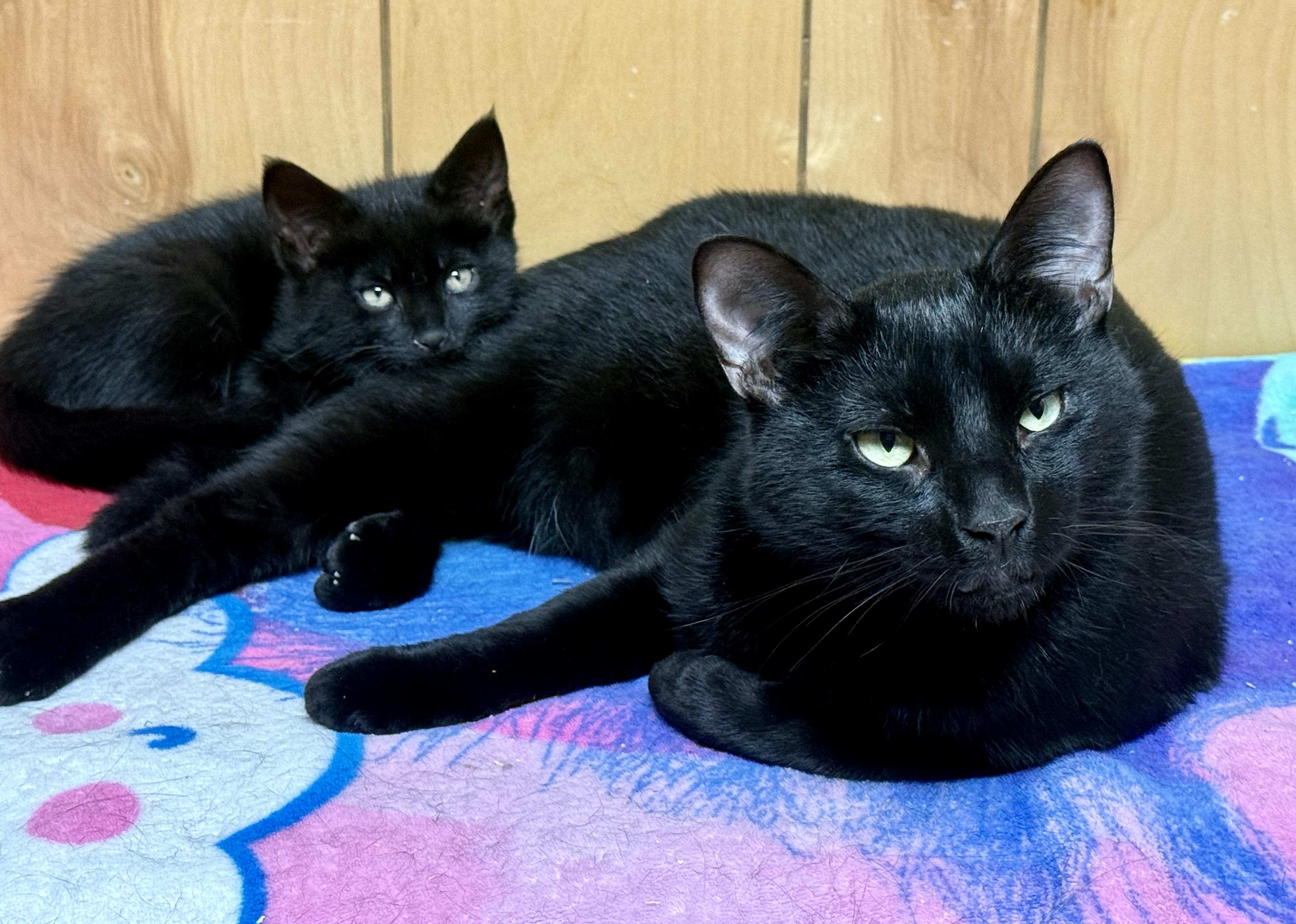 Dexter & Prancer (bonded bffs), ADOPTABLE, Kitten Male Domestic Short Hair.