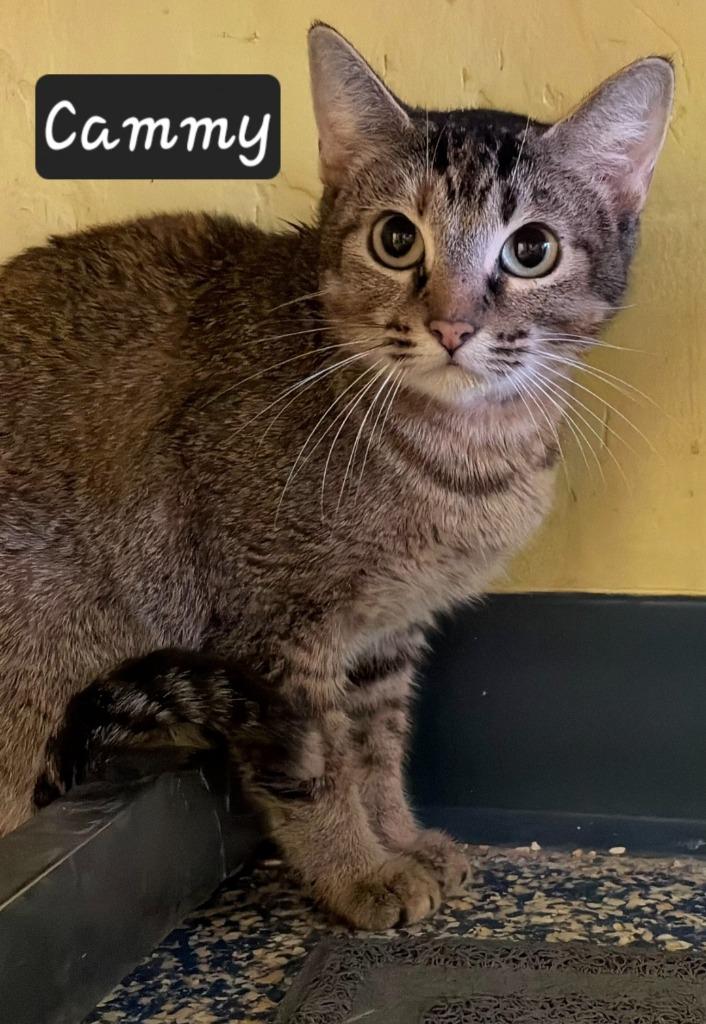 Enlarge Cammy, a Adoptable mixed breed in Maumelle, AR image 1/2