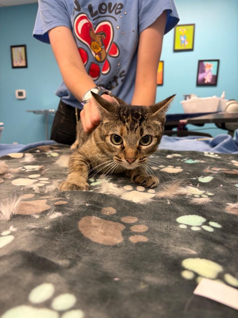 Cammy, Adoptable, Young Female Domestic Short Hair.