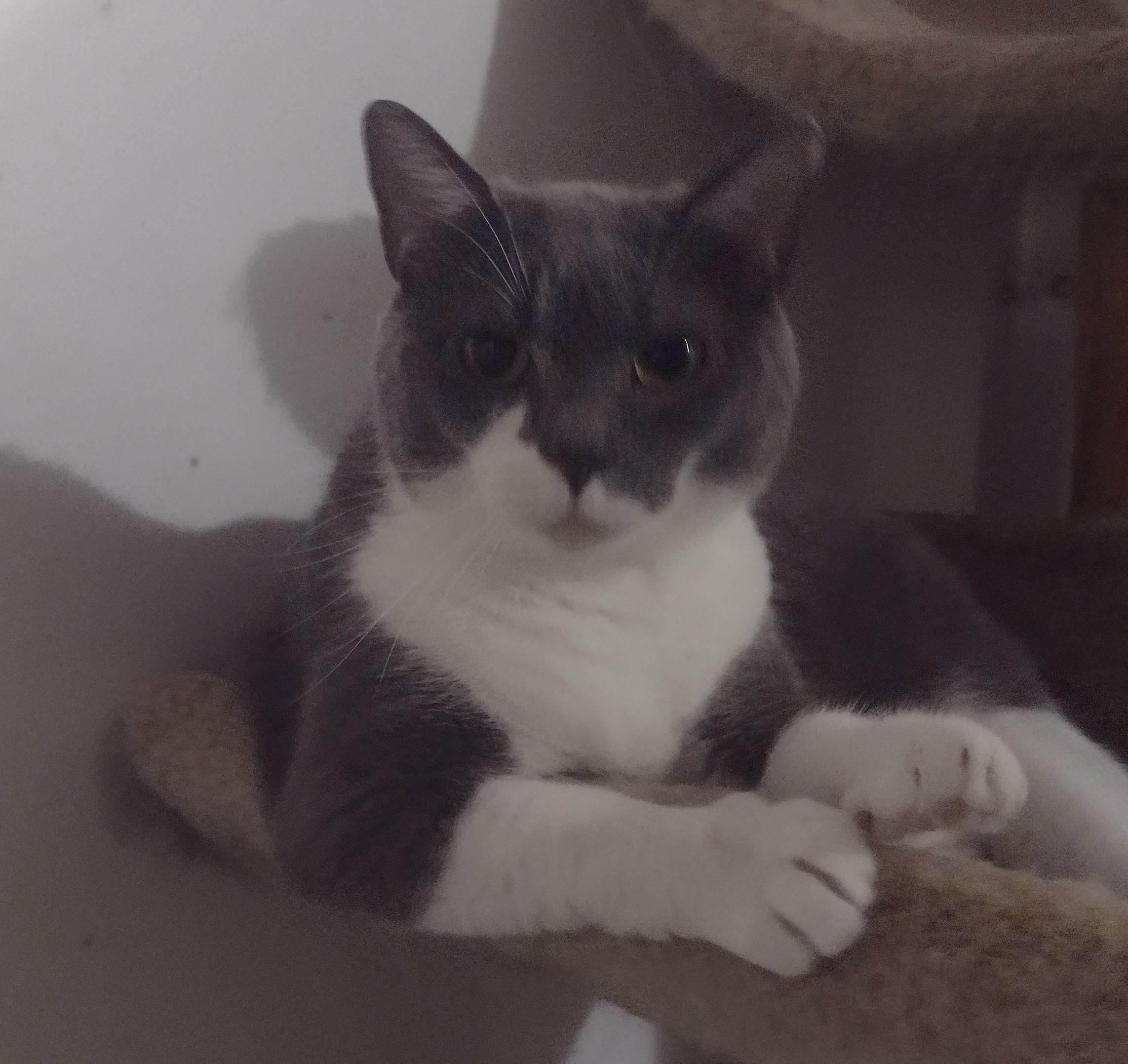 Katie Kat, Adoptable, Adult Female Domestic Short Hair.