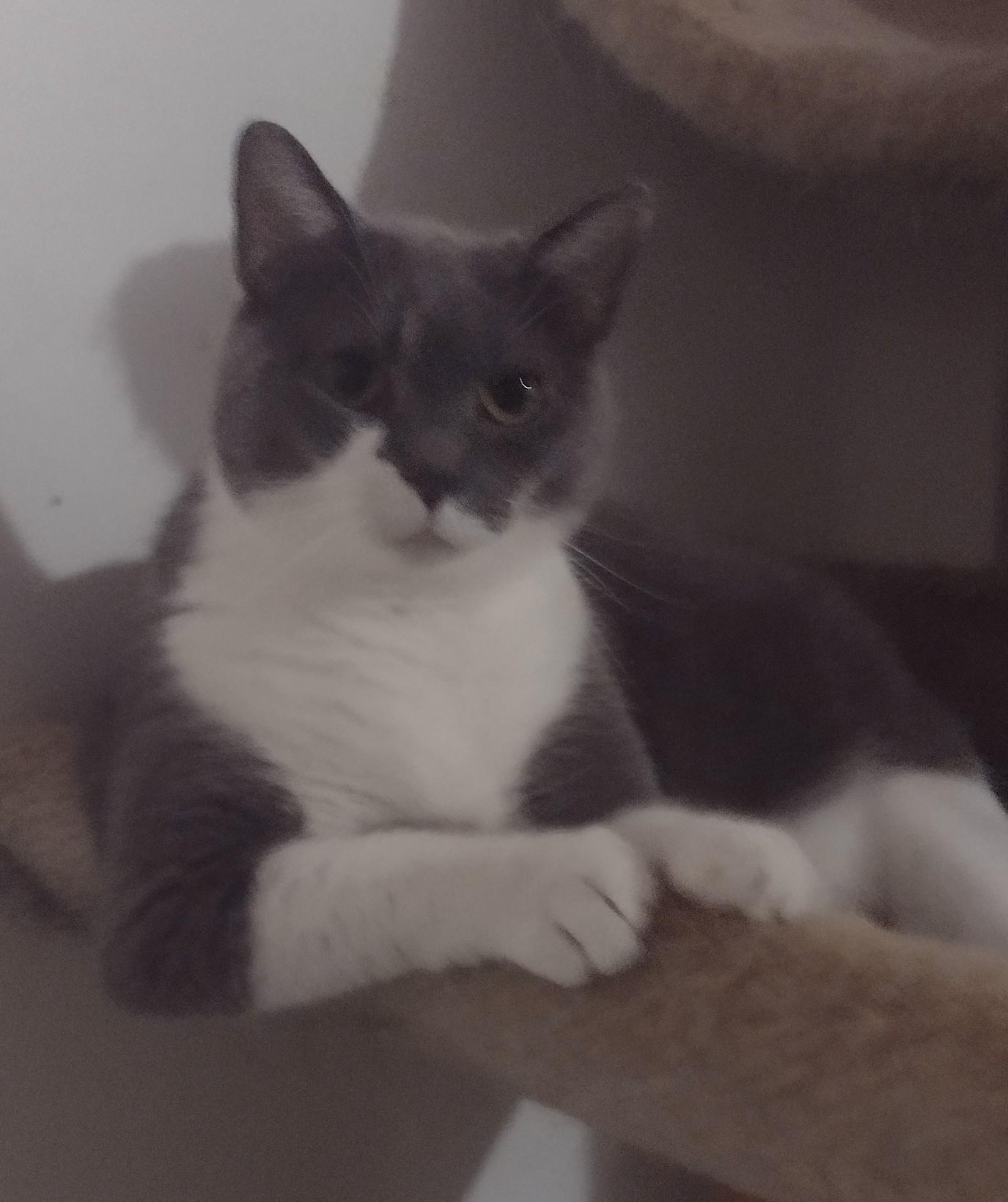 Enlarge Katie Kat, a Adoptable mixed breed in Lexington, KY image 2/2