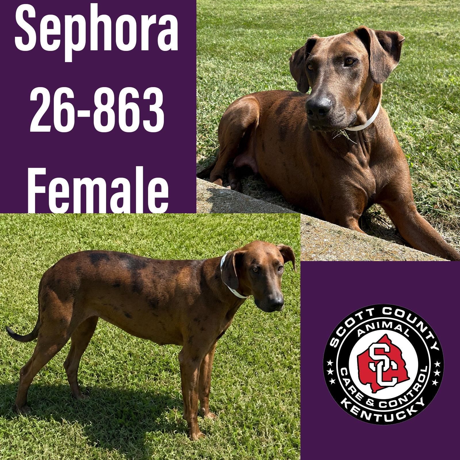 Sephora, Adopted, Adult Female Great Dane.