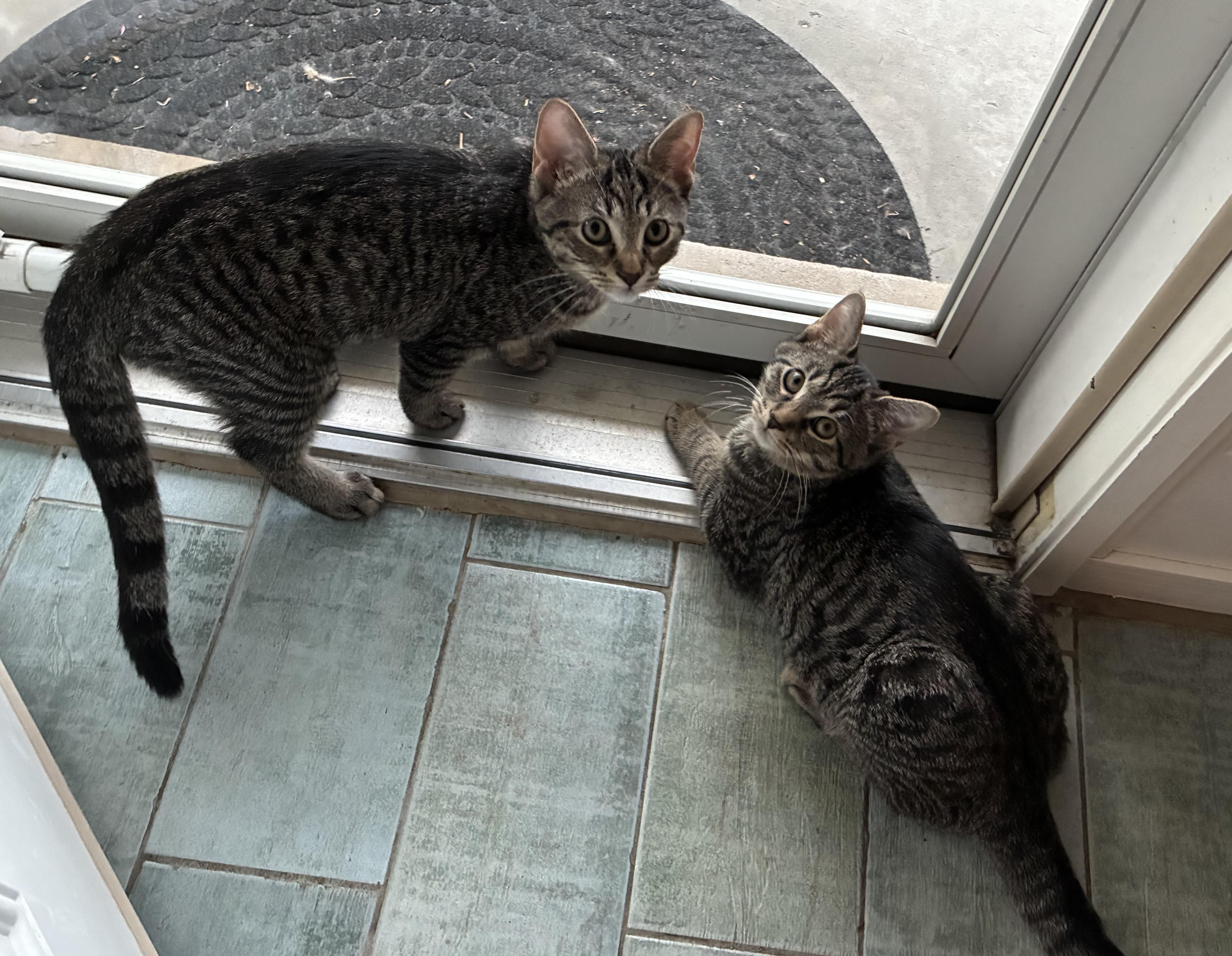 Tom & Jerry, Adopted, Kitten Male Tabby.