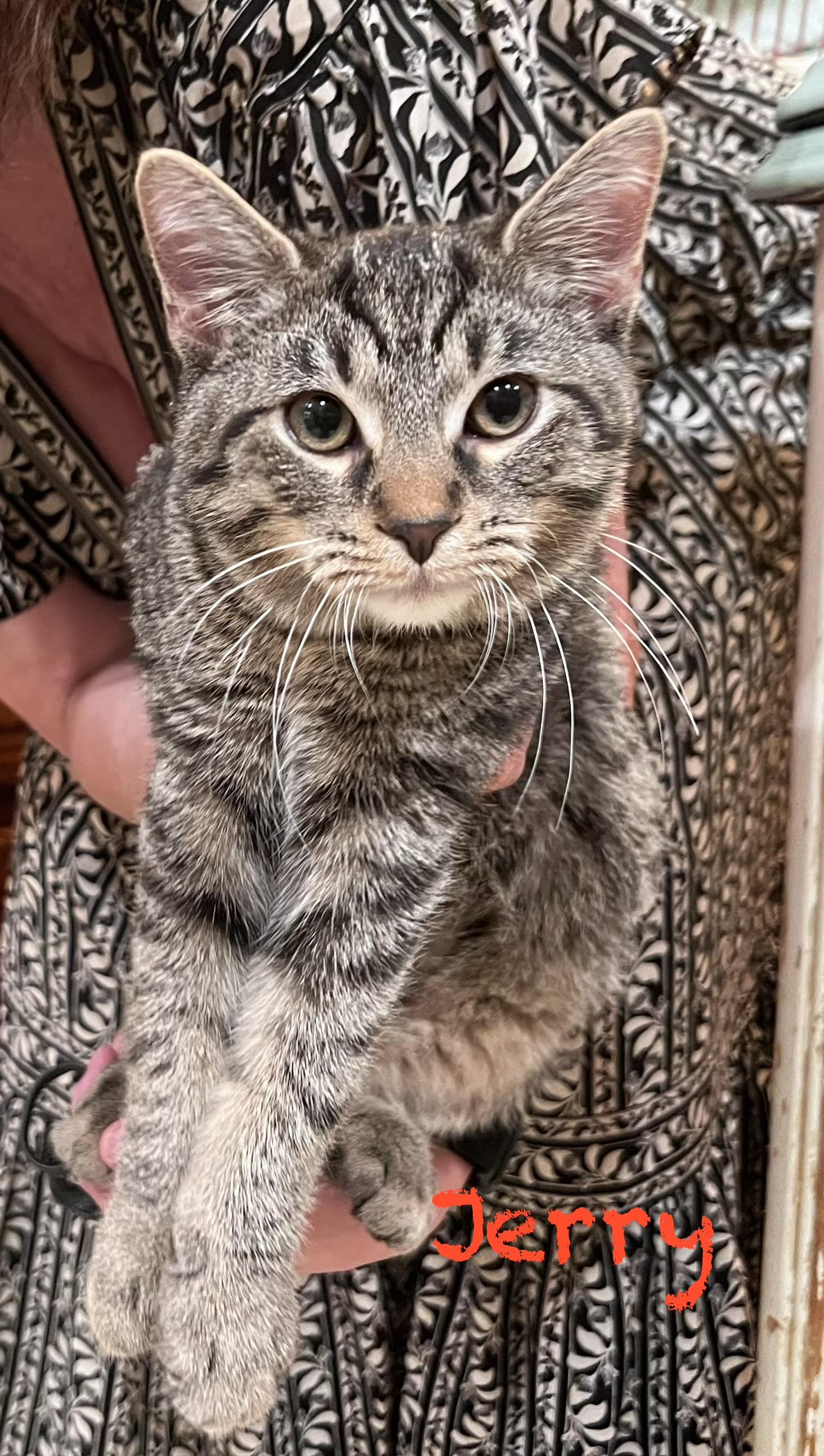 Enlarge Tom & Jerry, a Adopted Tabby in Macomb, MI image 4/5