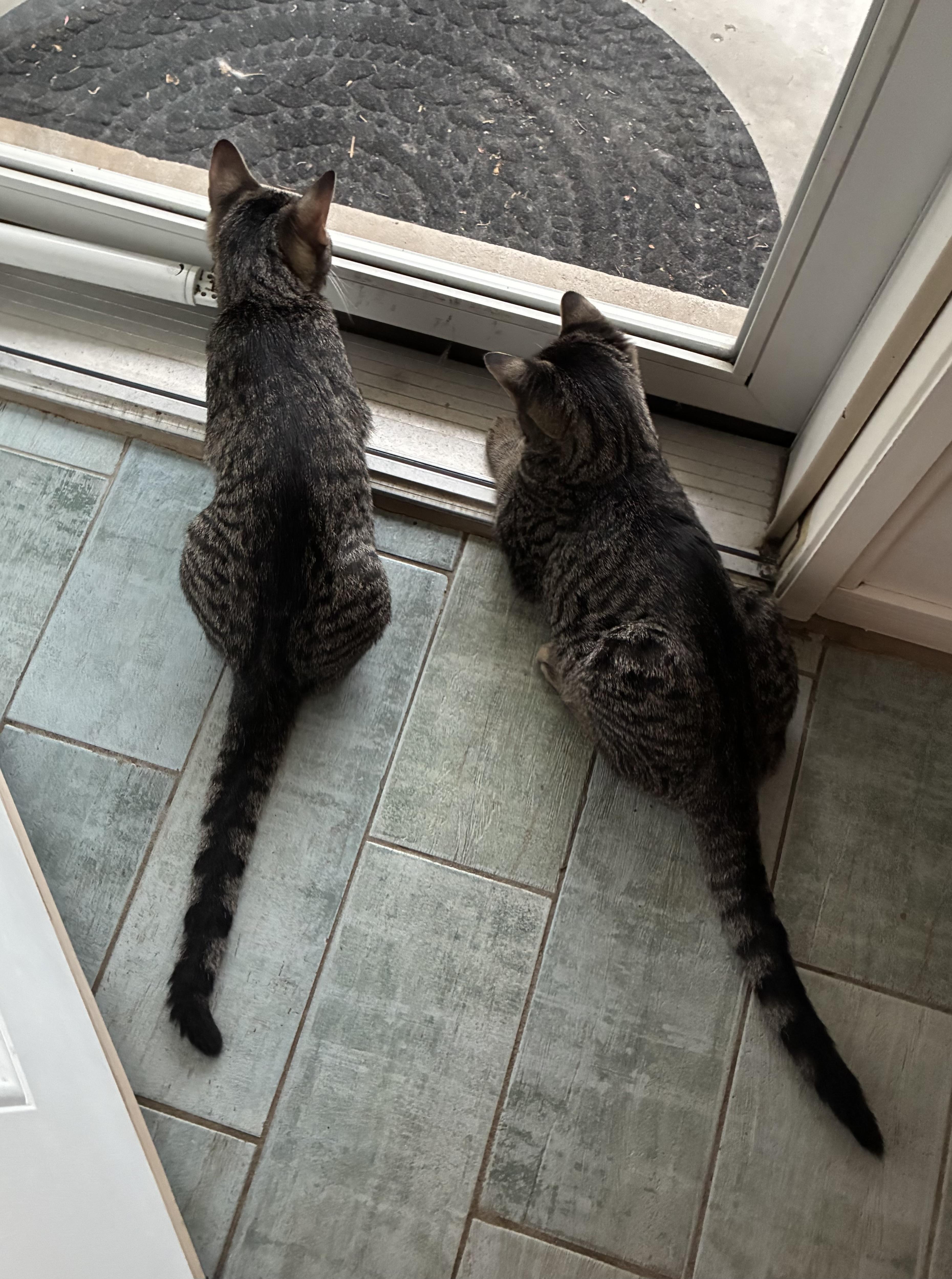 Enlarge Tom & Jerry, a Adopted Tabby in Macomb, MI image 3/5