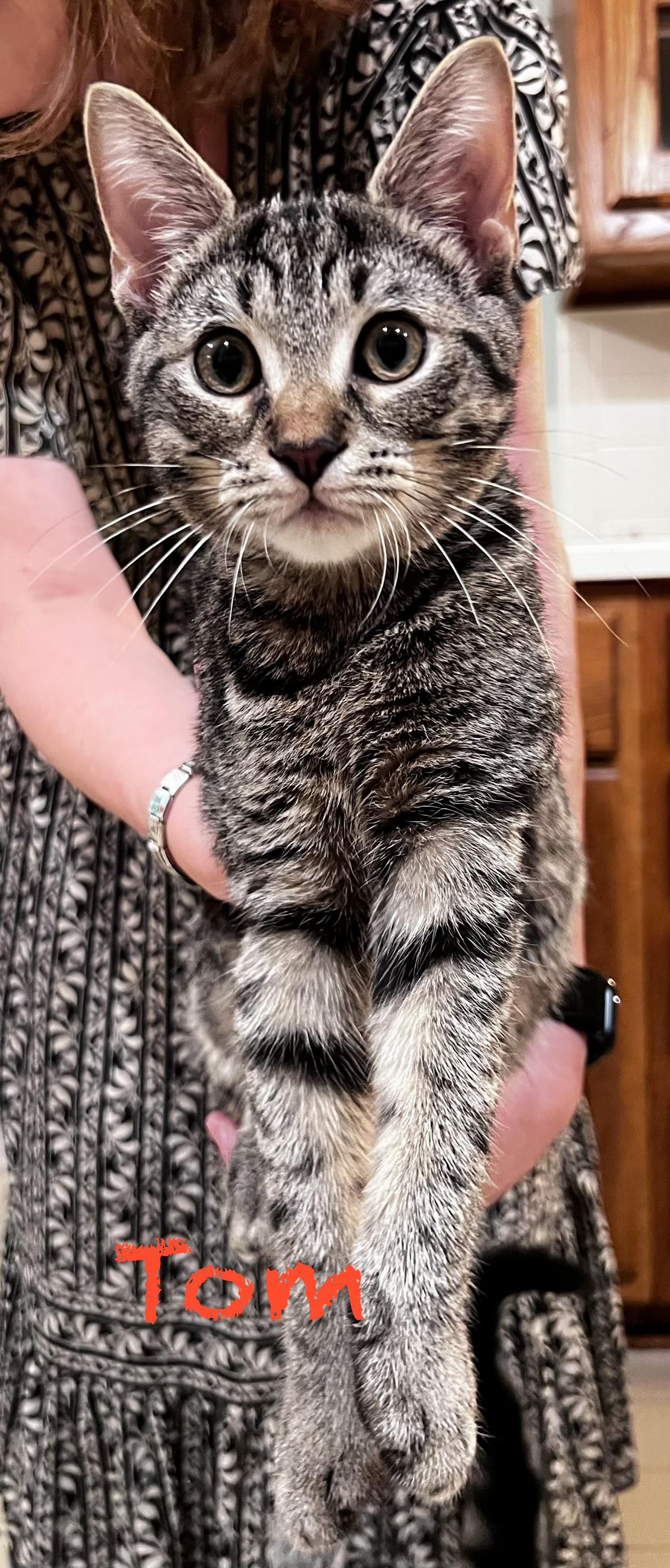 Enlarge Tom & Jerry, a Adopted Tabby in Macomb, MI image 5/5