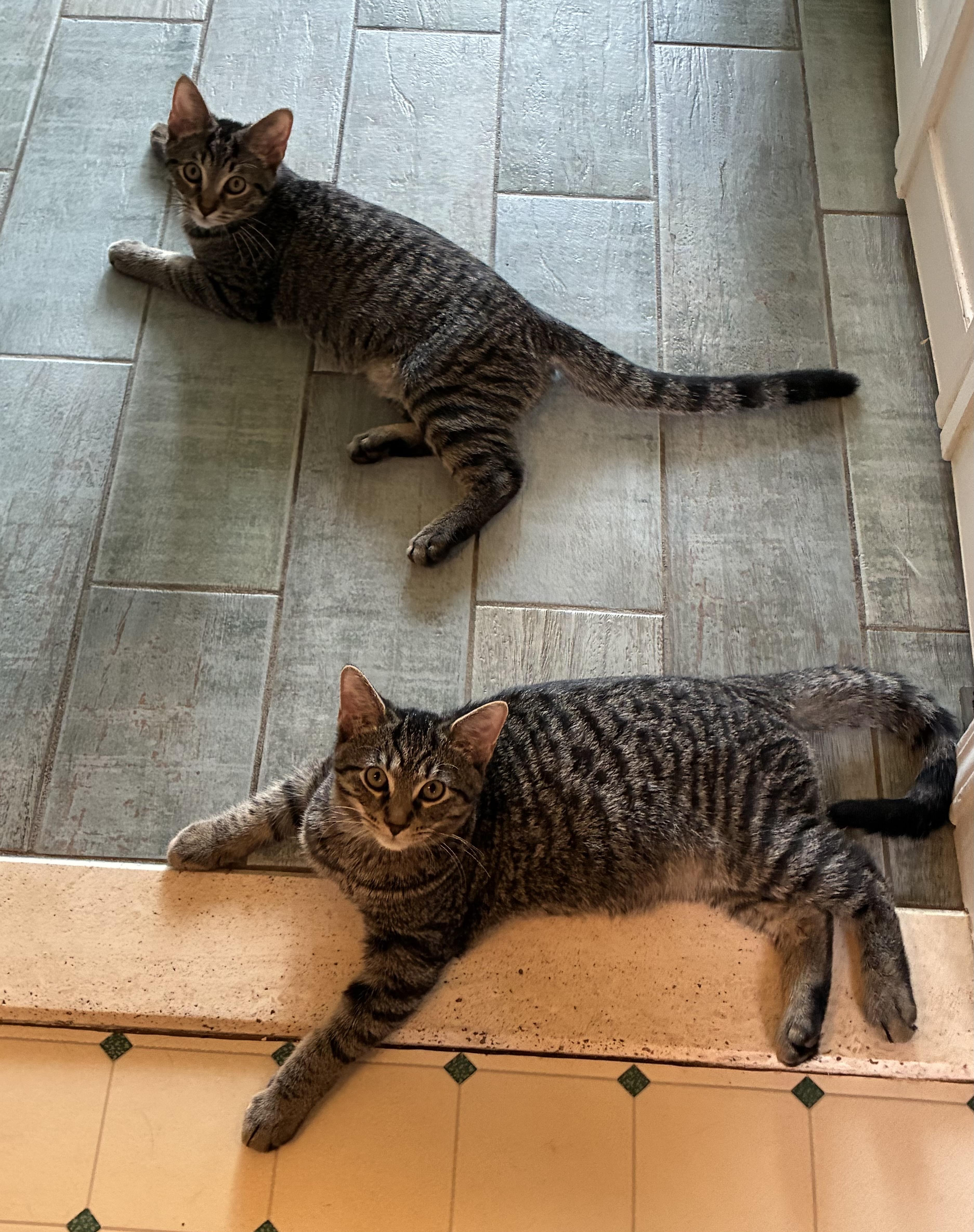 Enlarge Tom & Jerry, a Adopted Tabby in Macomb, MI image 2/5