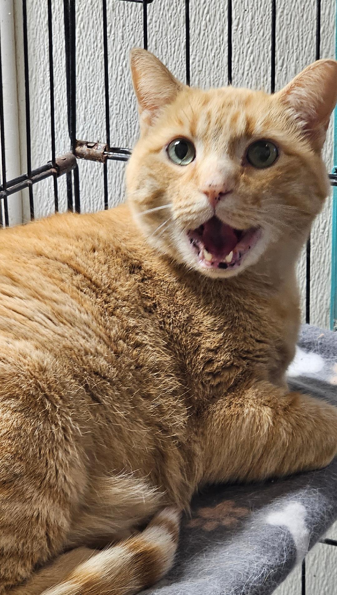 Enlarge Brooks, a Adoptable Domestic Short Hair in Du Quoin, IL image 1/1