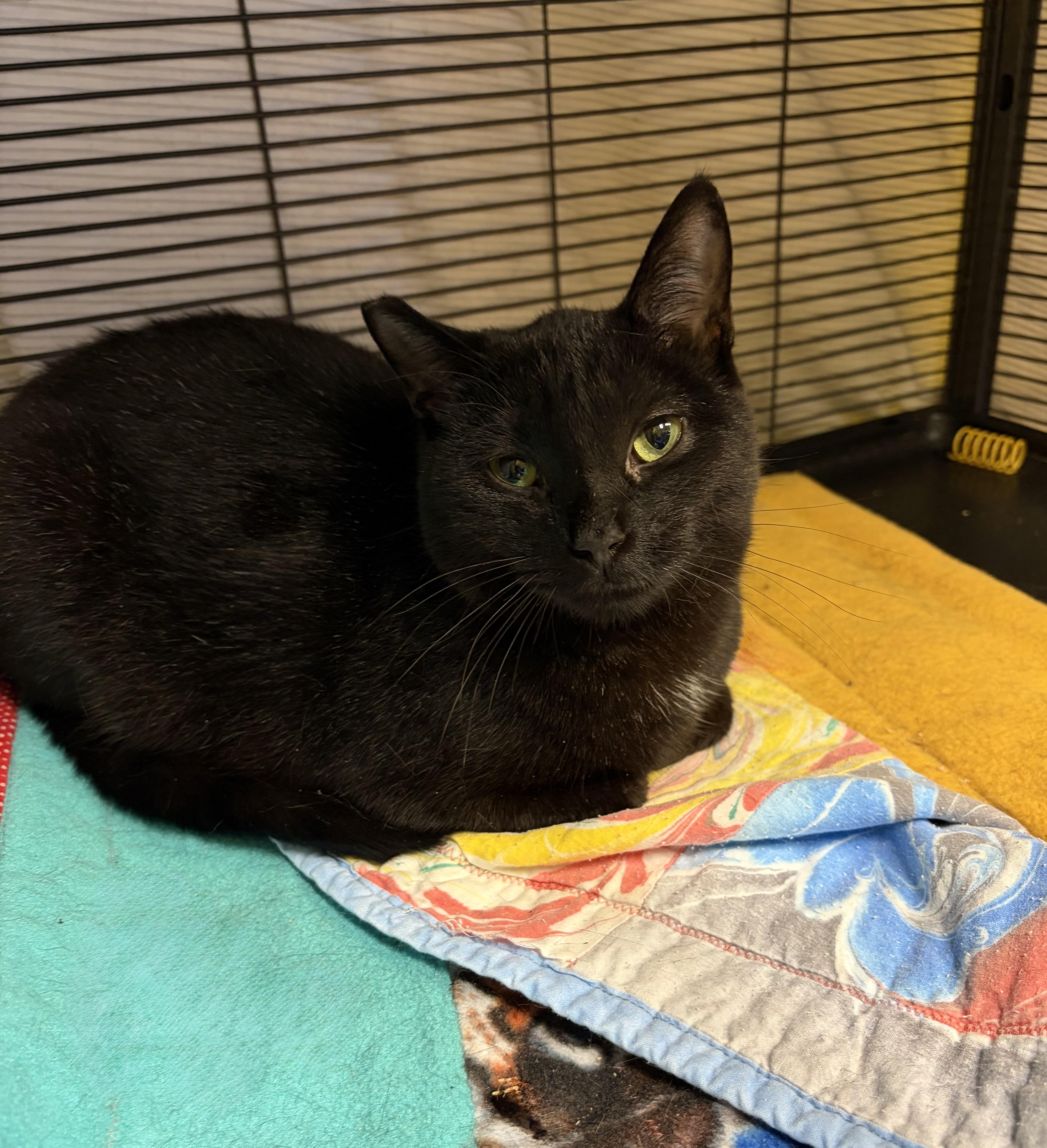 Enlarge Raven, an adopted Domestic Short Hair in DeWitt, NY image 1/1