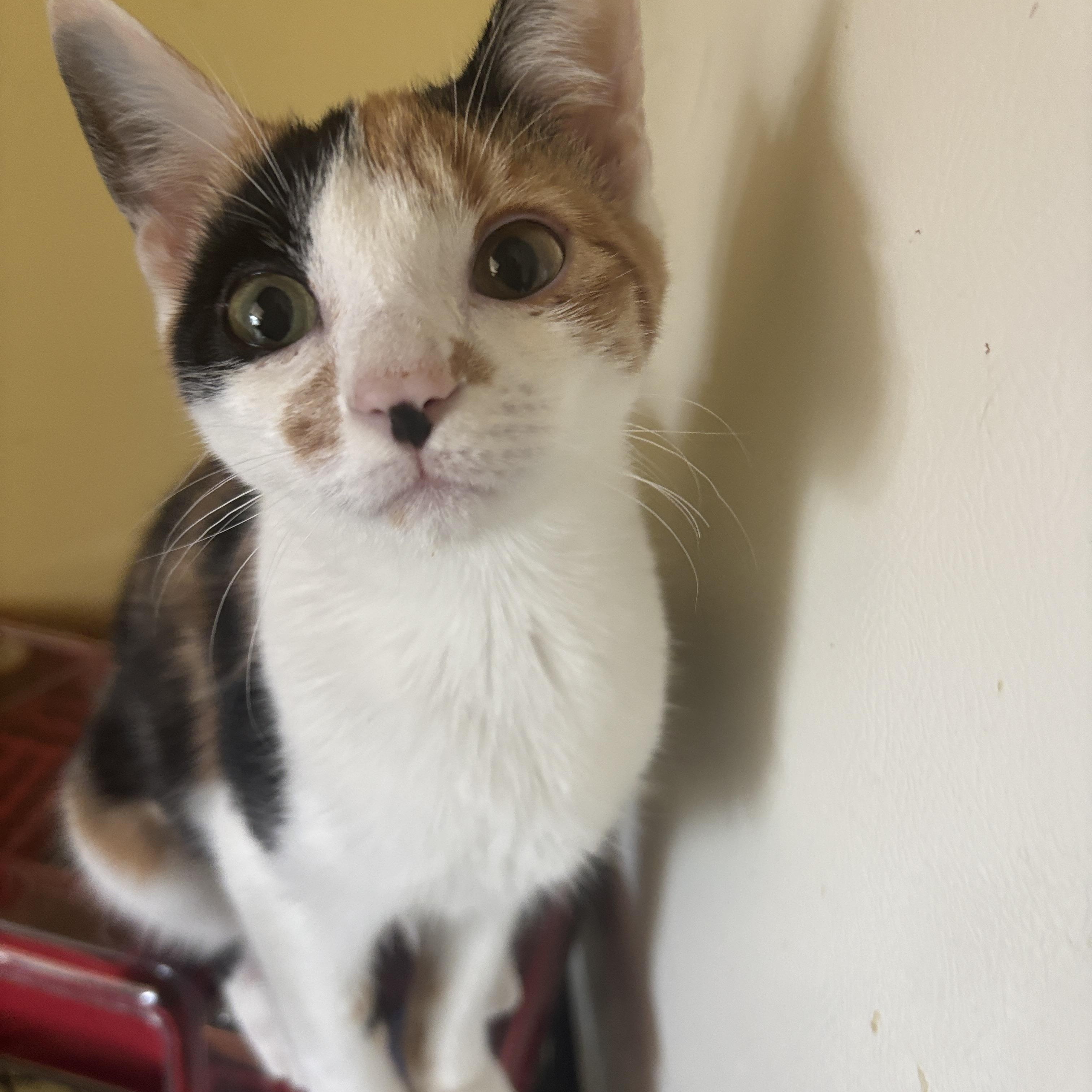 Enlarge Lorelei, an adopted Calico in Melrose, MA image 2/4