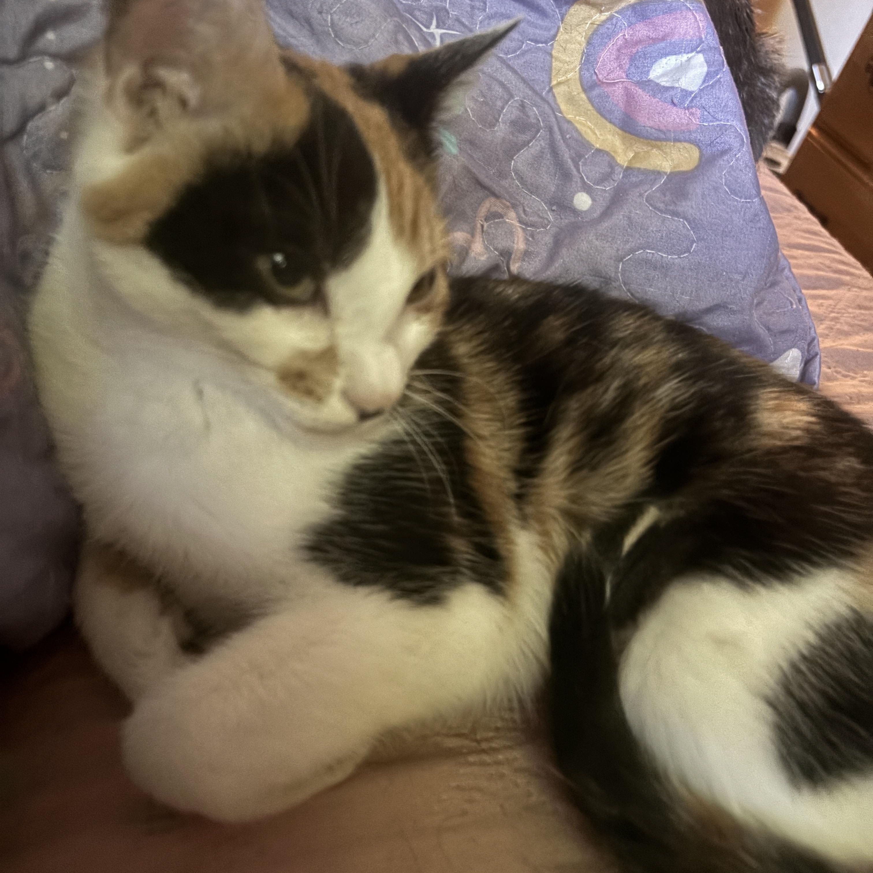 Enlarge Lorelei, an adopted Calico in Melrose, MA image 3/4