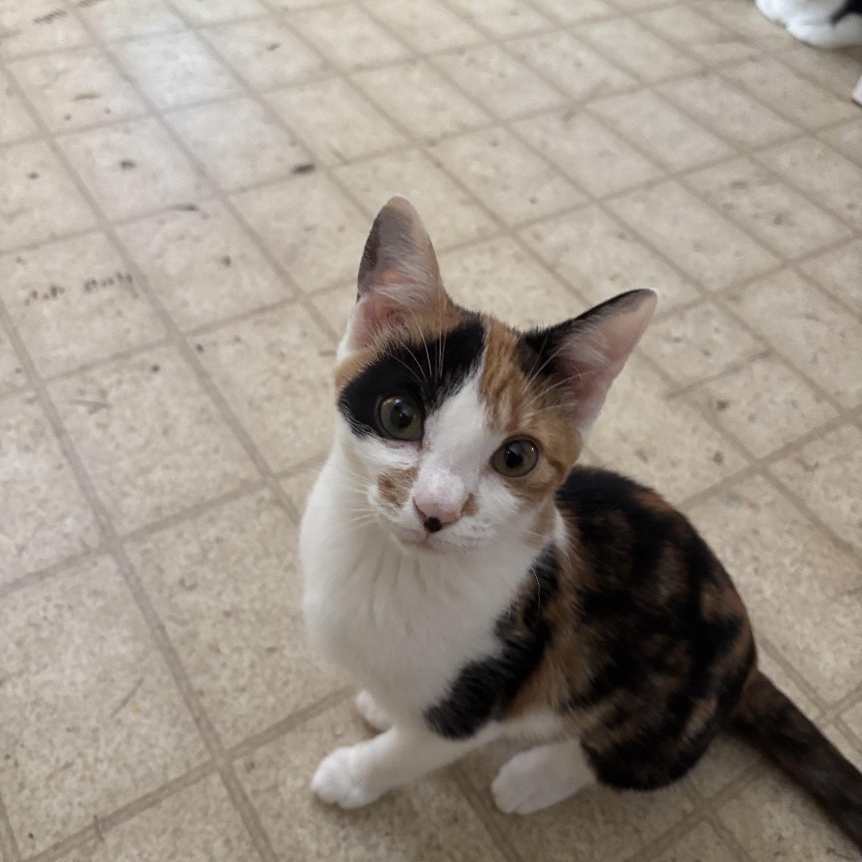 Enlarge Lorelei, an adopted Calico in Melrose, MA image 1/4