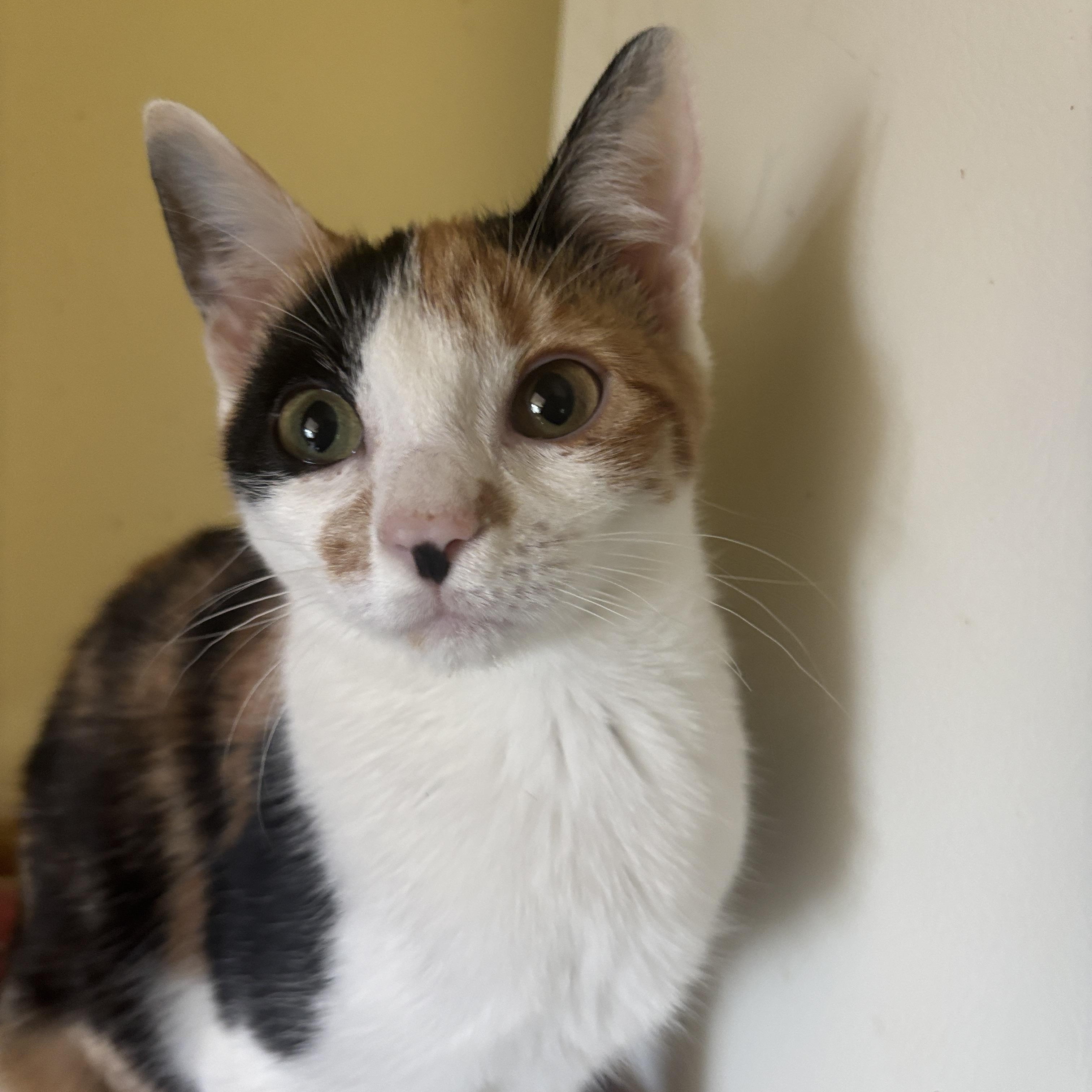 Enlarge Lorelei, an adopted Calico in Melrose, MA image 4/4