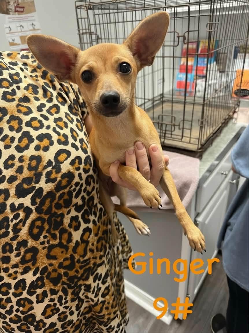 Ginger, Adoptable, Puppy Female Chihuahua.
