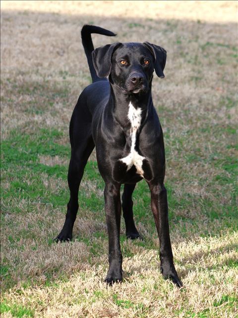 PERCY, Adoptable, Young Male Labrador Retriever & Mixed Breed.