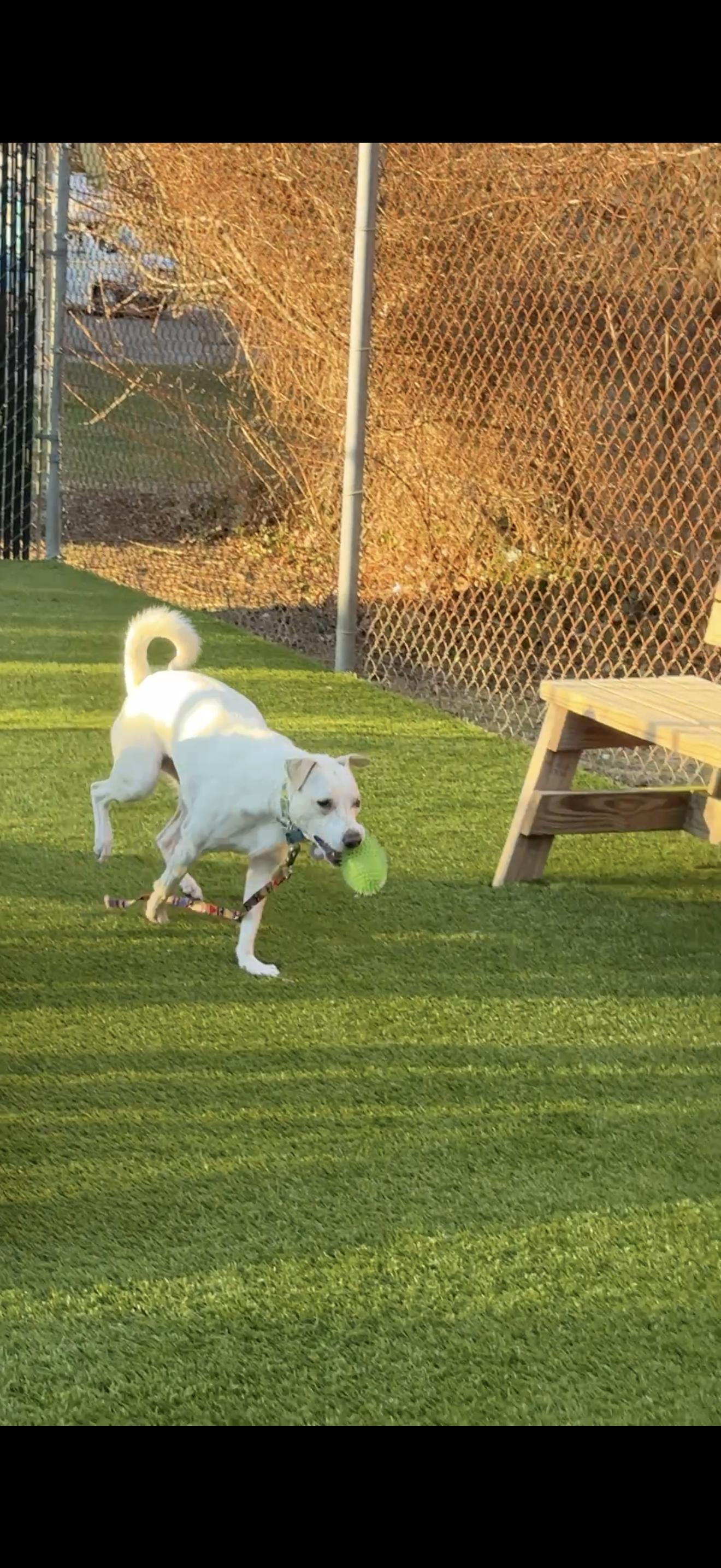Enlarge Maggie, an adoptable mixed breed in Wantagh, NY image 3/4