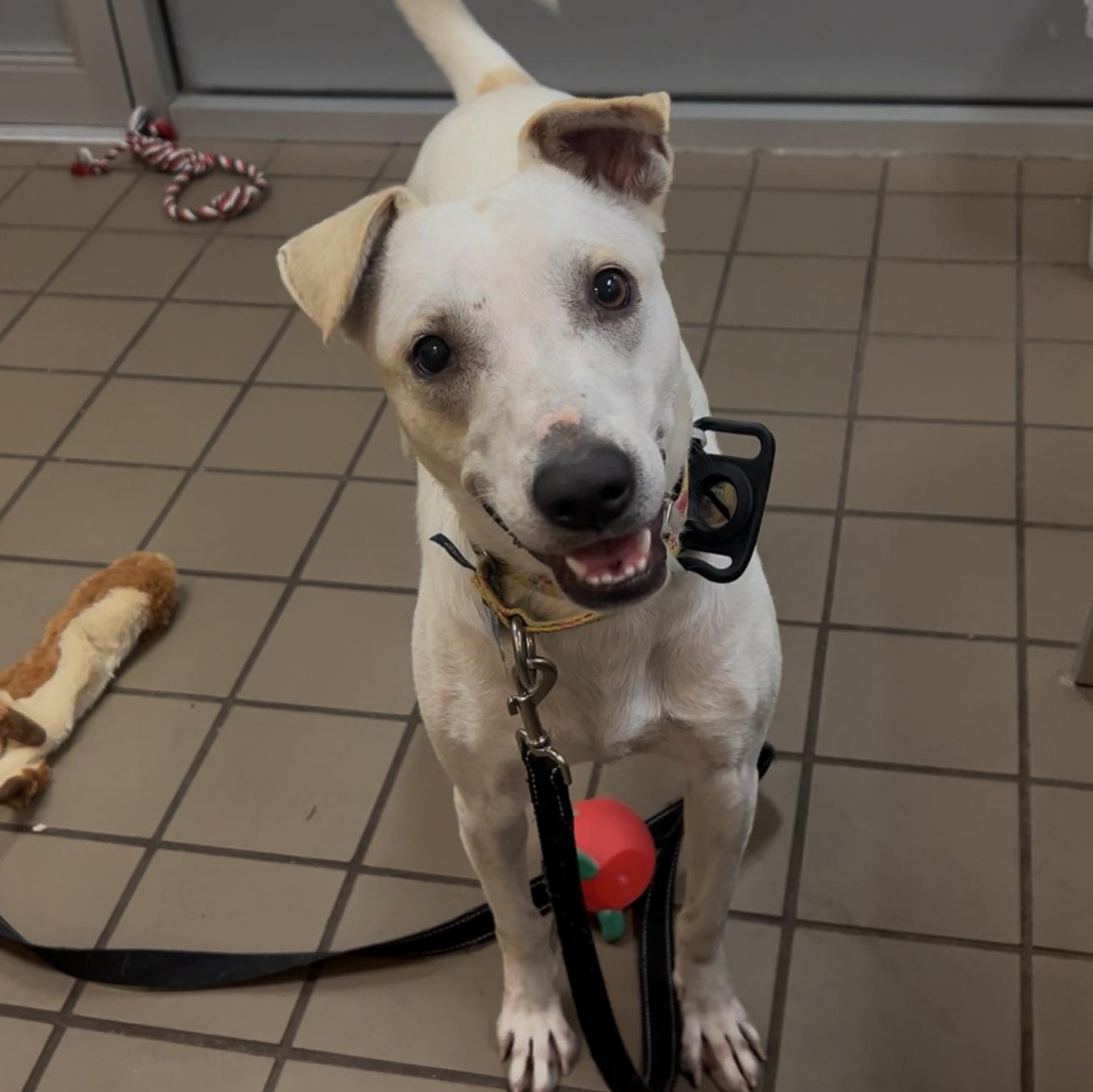 Enlarge Maggie, a ADOPTABLE mixed breed in Wantagh, NY image 1/1