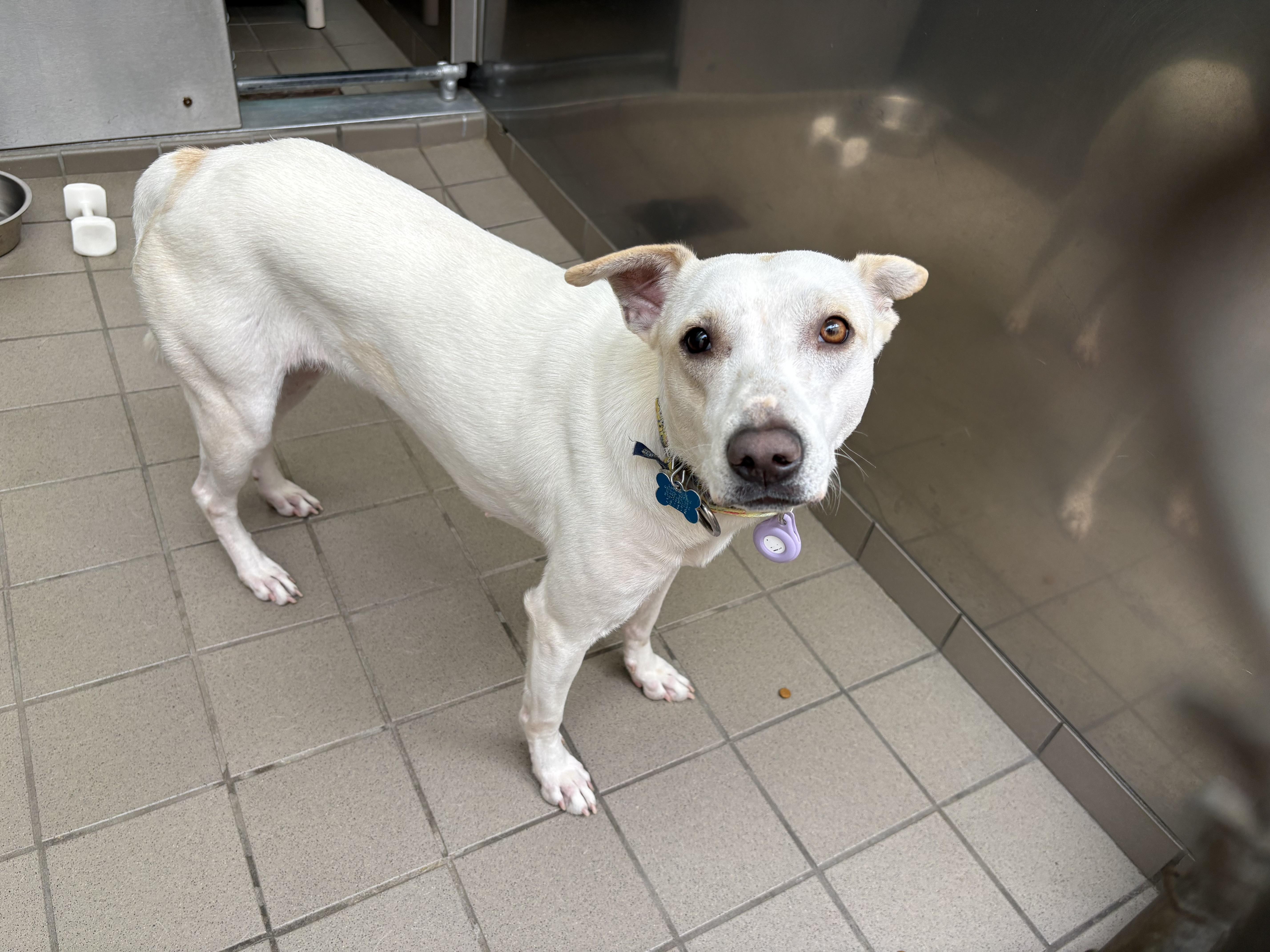 Enlarge Maggie, an adoptable mixed breed in Wantagh, NY image 4/4