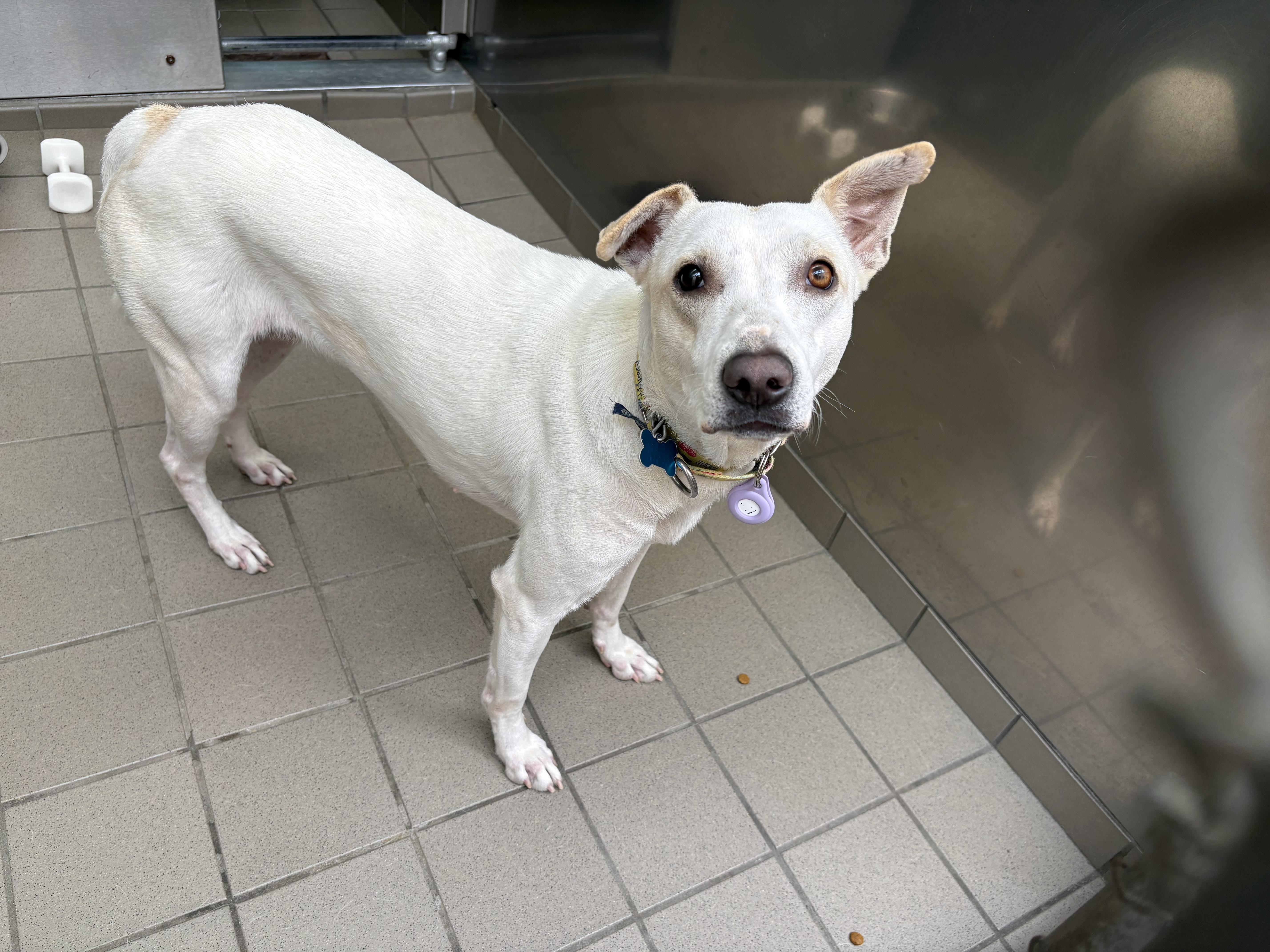 Enlarge Maggie, an adoptable mixed breed in Wantagh, NY image 1/4