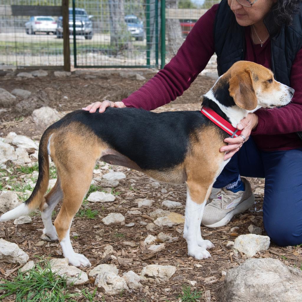 Enlarge Daffodil, a Adoptable mixed breed in Wimberley, TX image 1/6
